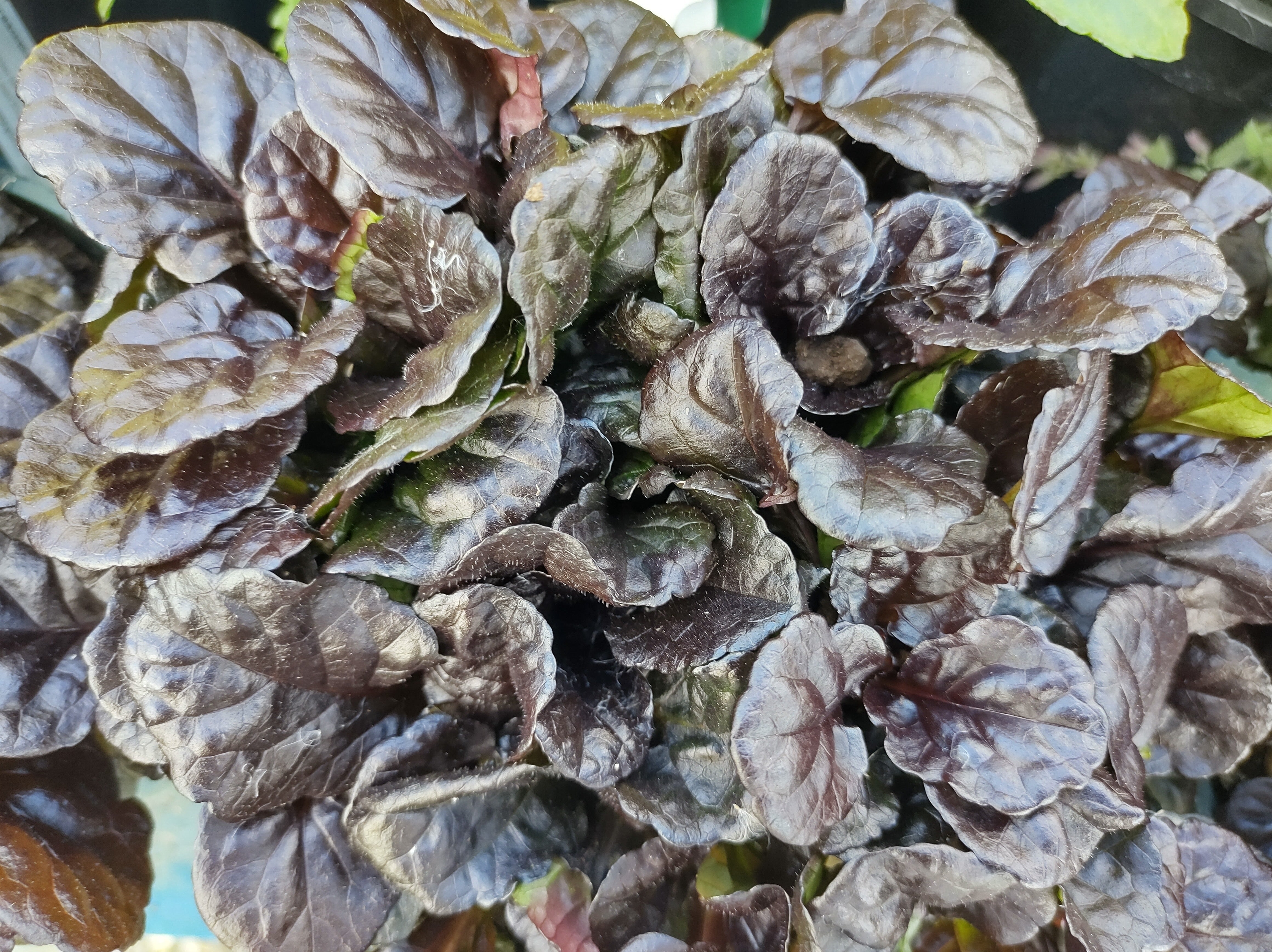 Ajuga reptans 'Black Scallop' / Günsel