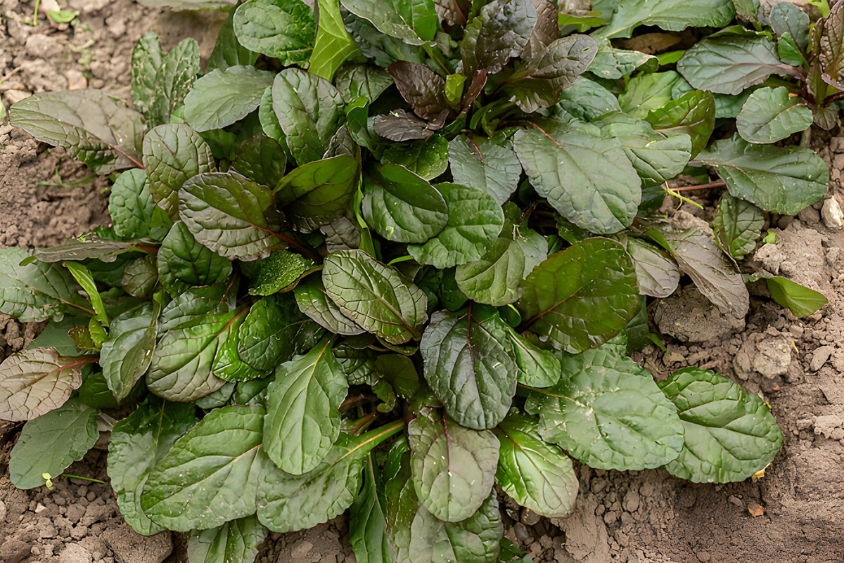 Ajuga reptans 'Braunherz' / Günsel