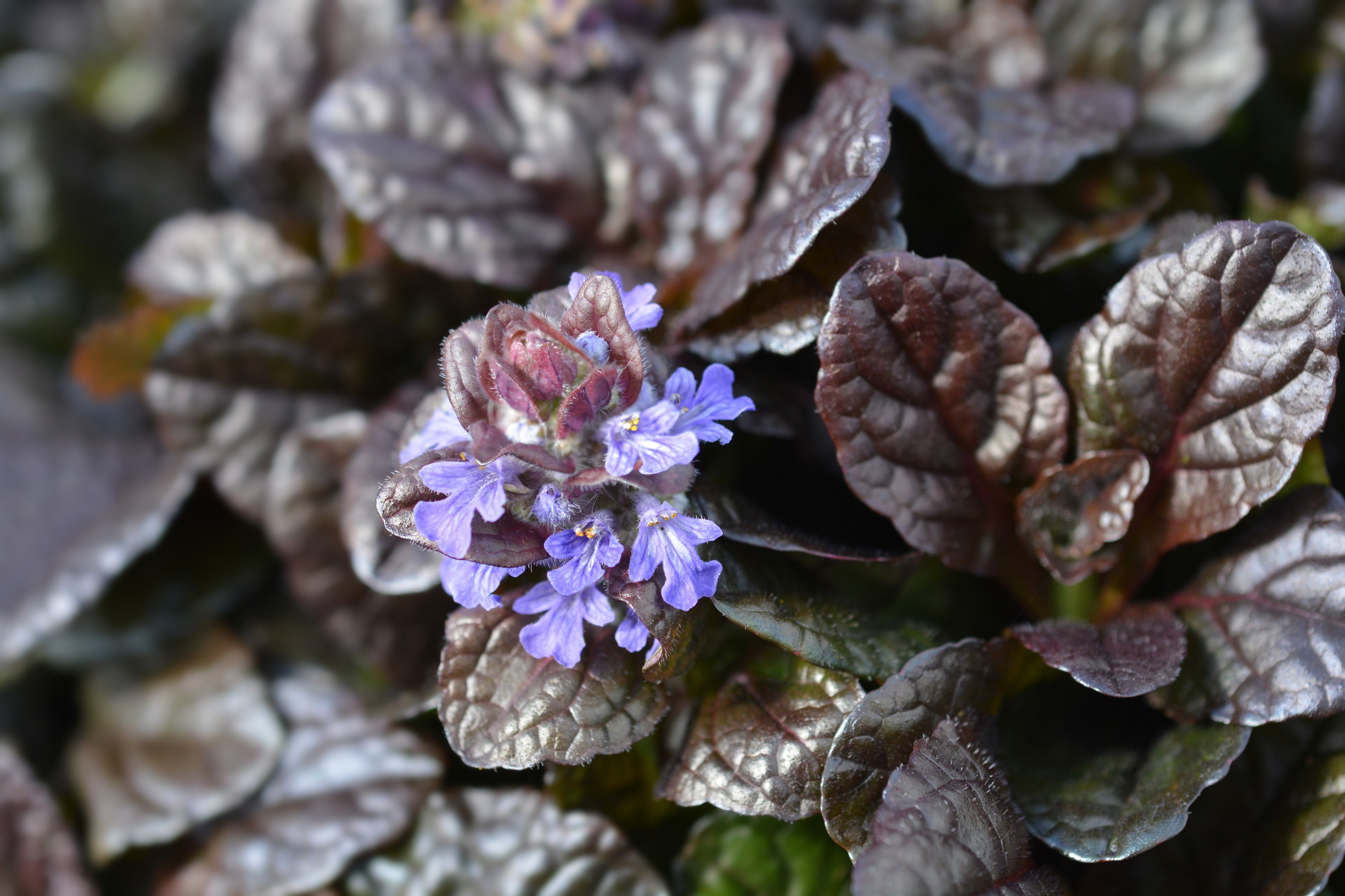 Ajuga reptans 'Braunherz' / Günsel