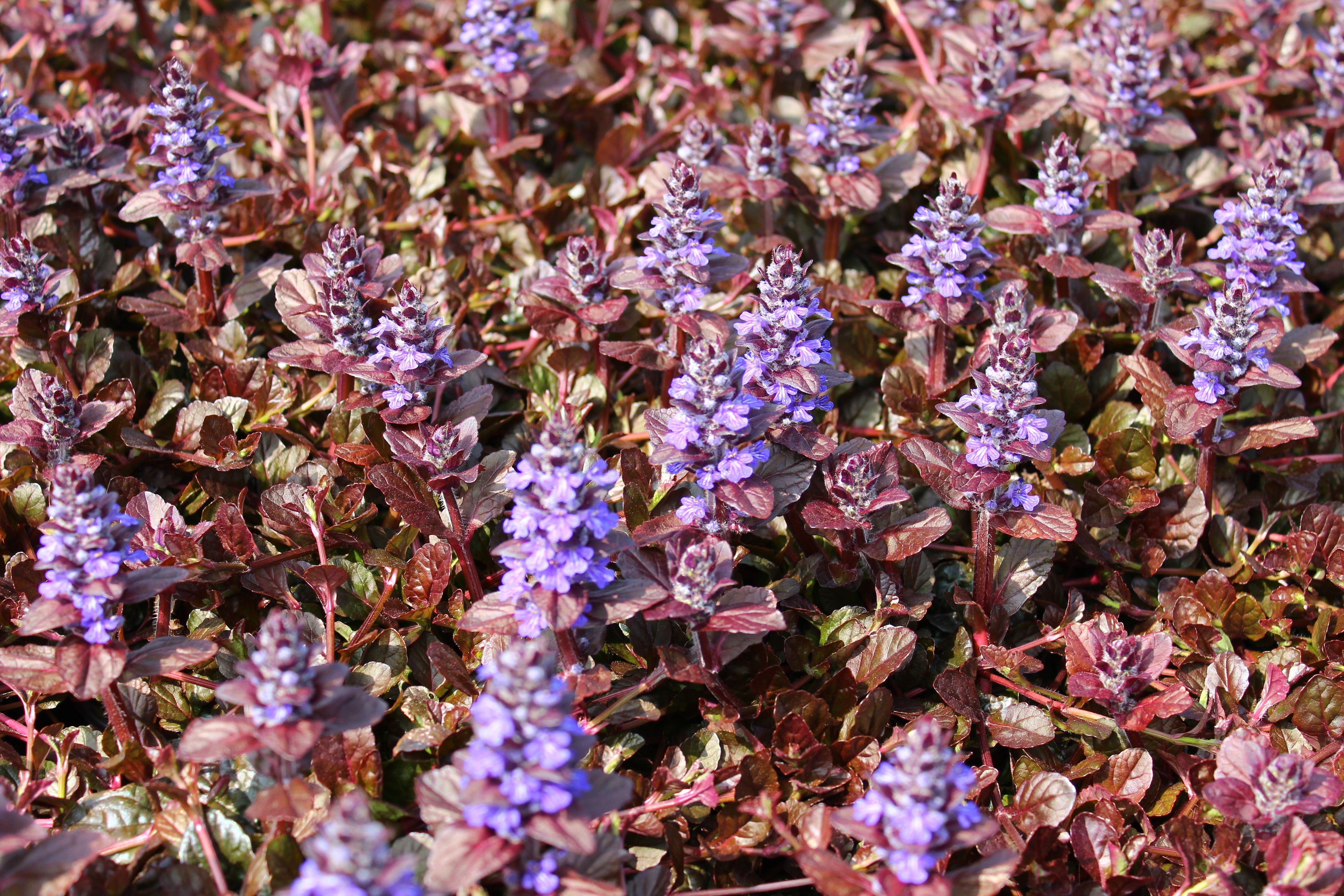 Ajuga reptans 'Braunherz' / Günsel