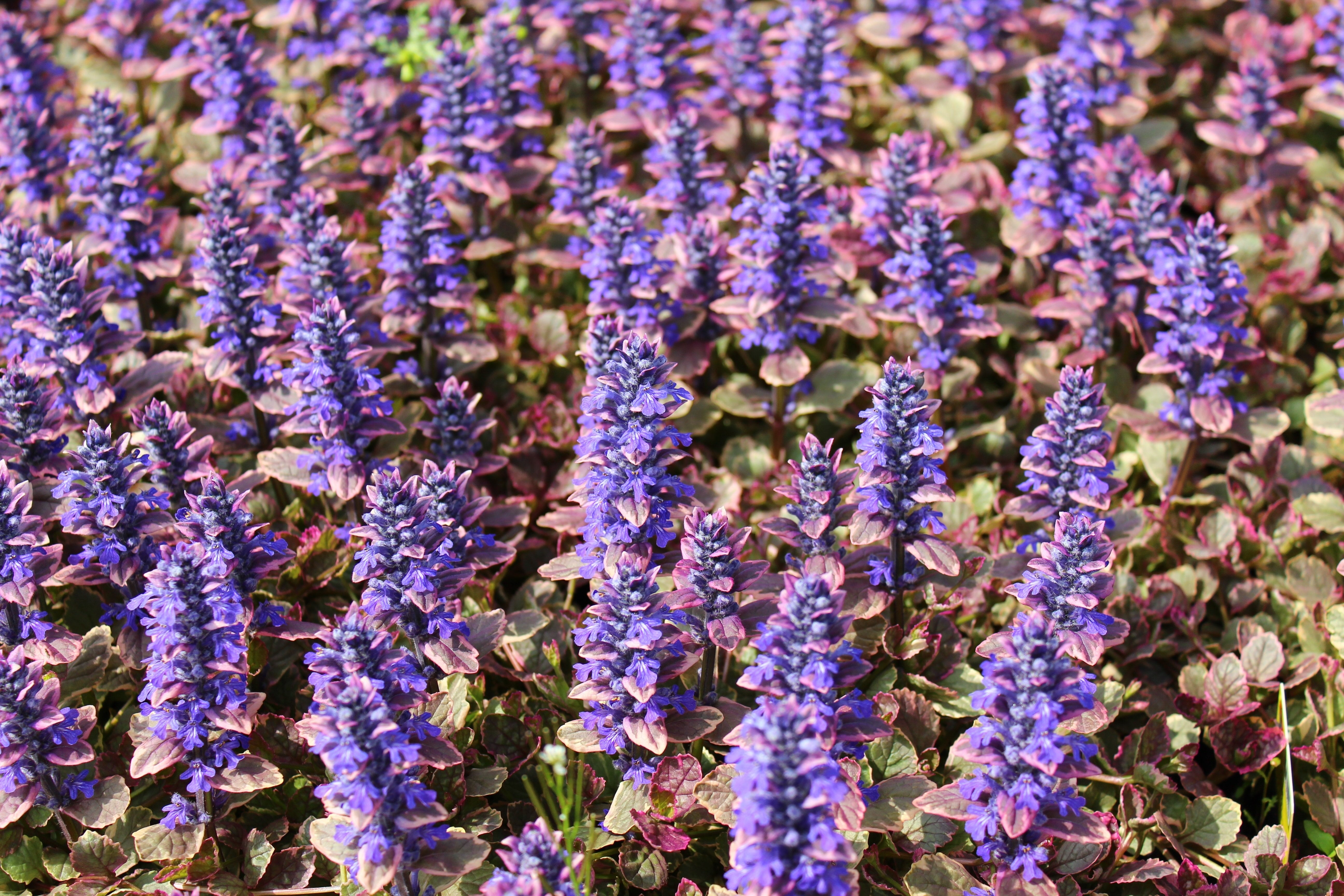 Ajuga reptans ‚Burgundy Glow' / Günsel