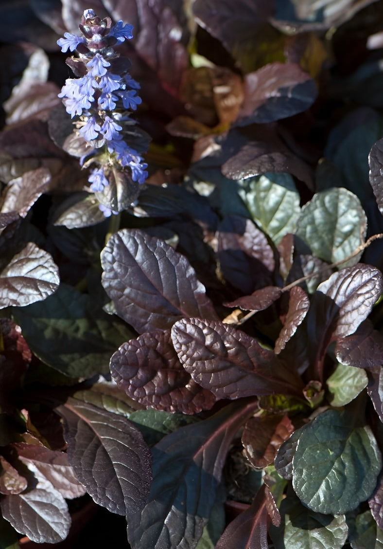 Ajuga reptans 'Evening Glow' / Günsel