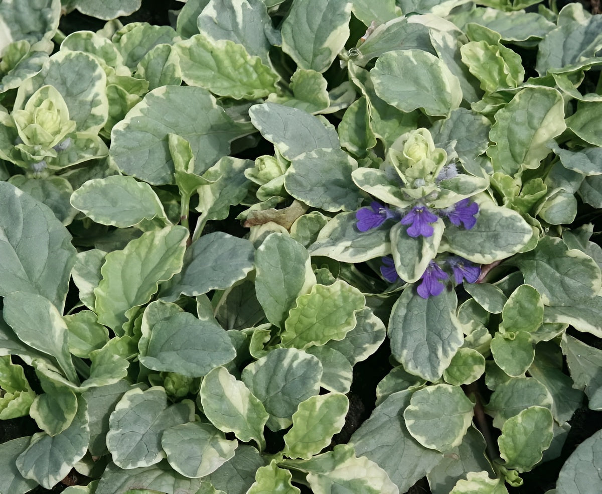Ajuga reptans 'Variegata' / Günsel