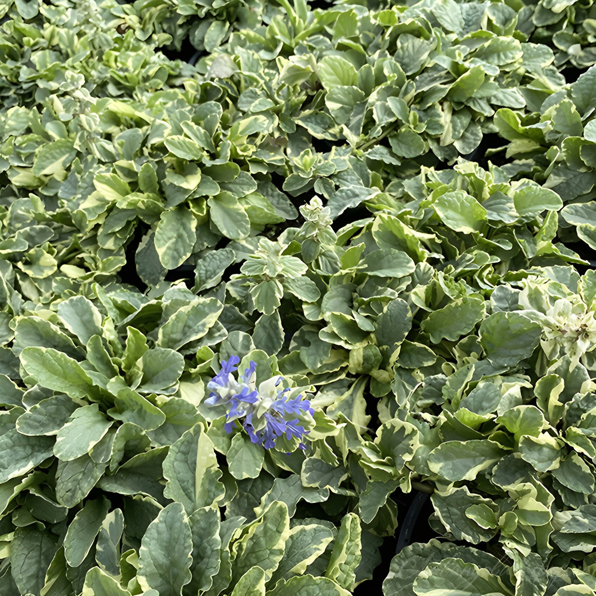 Ajuga reptans 'Variegata' / Günsel