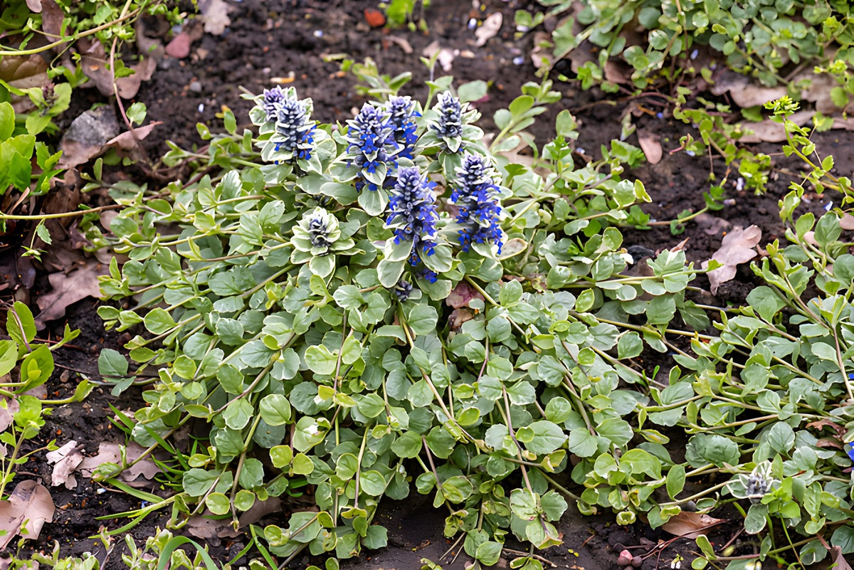 Ajuga reptans 'Variegata' / Günsel
