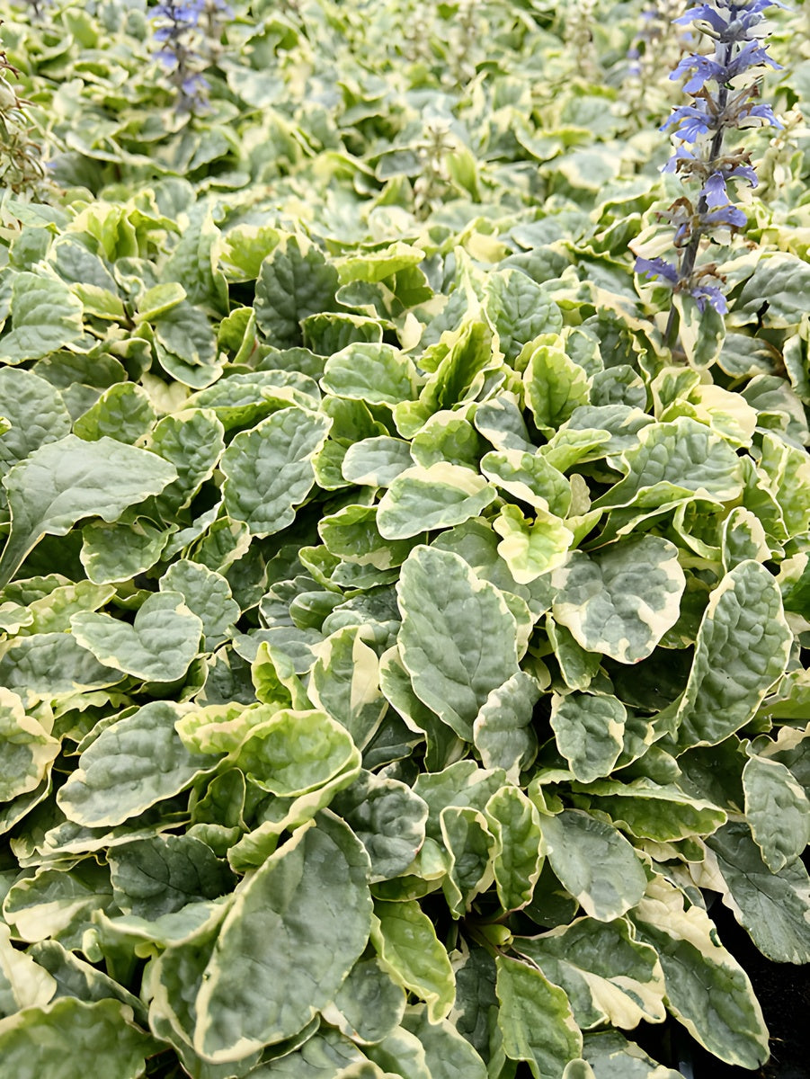 Ajuga reptans 'Variegata' / Günsel