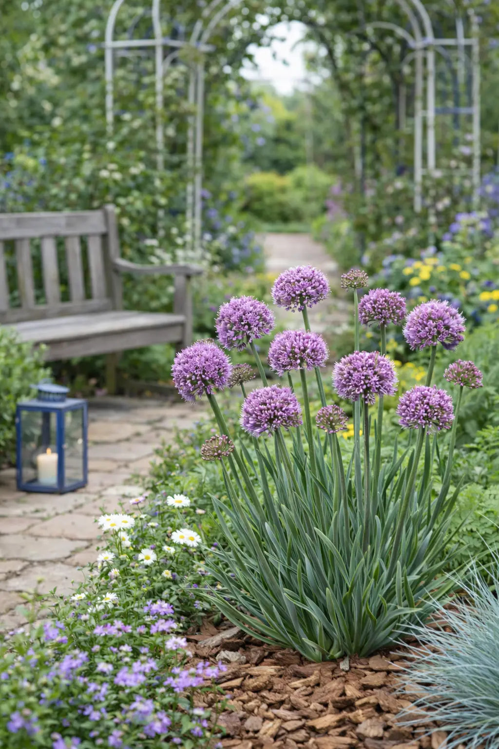 Bunte Allium ‚Little Sapphire‘ Zierlauch Staude mit blauen Blüten, im Garten vorgestellt, von Stauden Gänge.