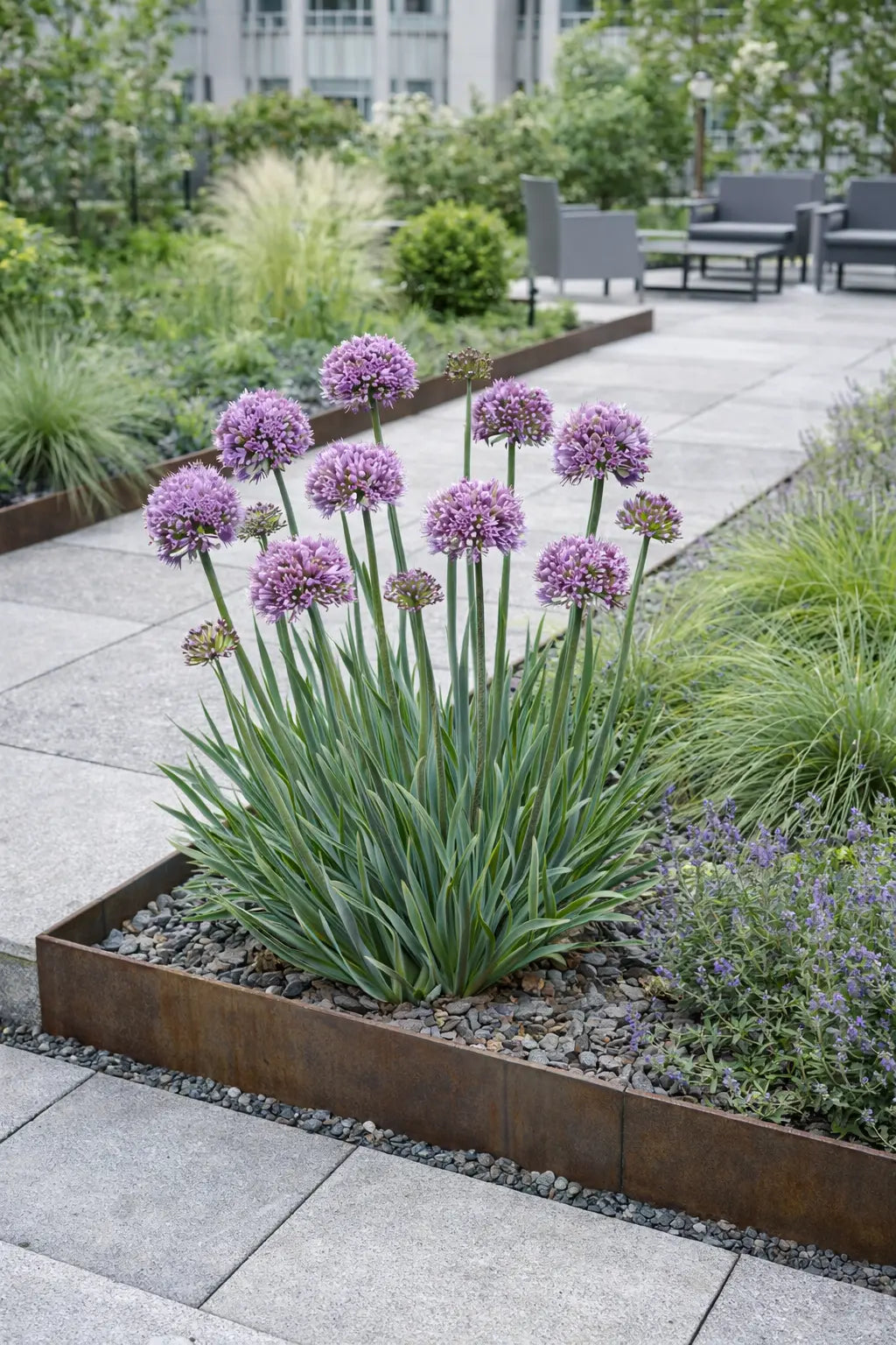 Bunte Allium ‚Little Sapphire‘ Staude mit blauen Blüten, Zierlauch von Stauden Gänge, Nahaufnahme der Blüte.