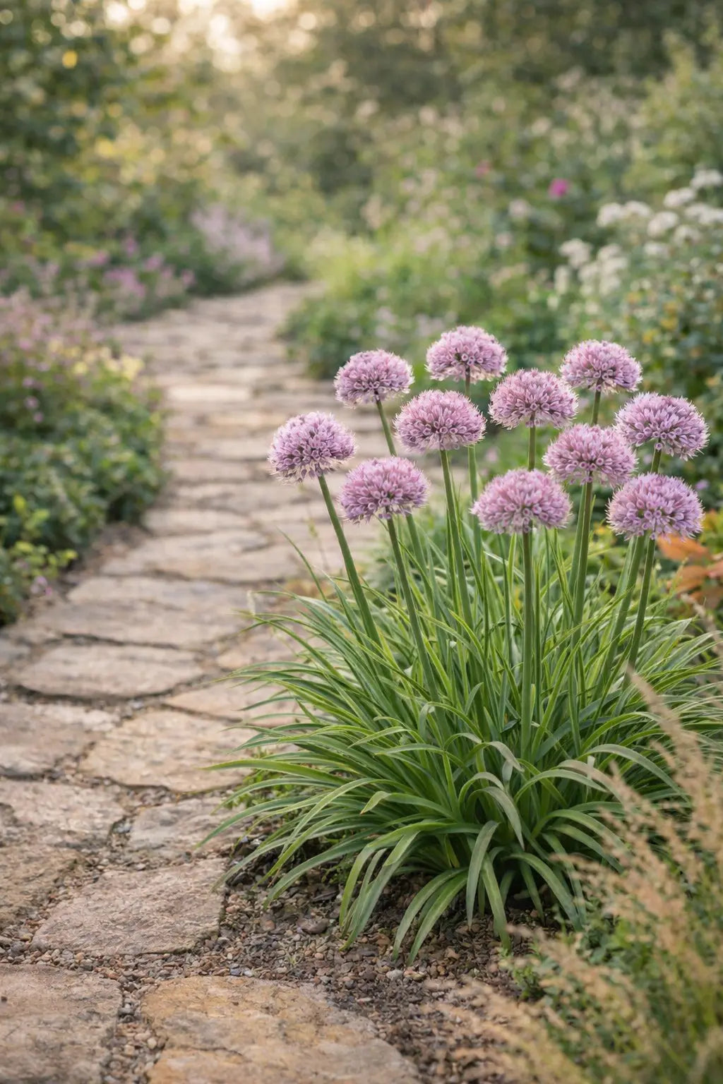 Zierlauch Allium ‚Little Sapphire‘ Staude mit blauen Blüten, von Stauden Gänge, im Garten.