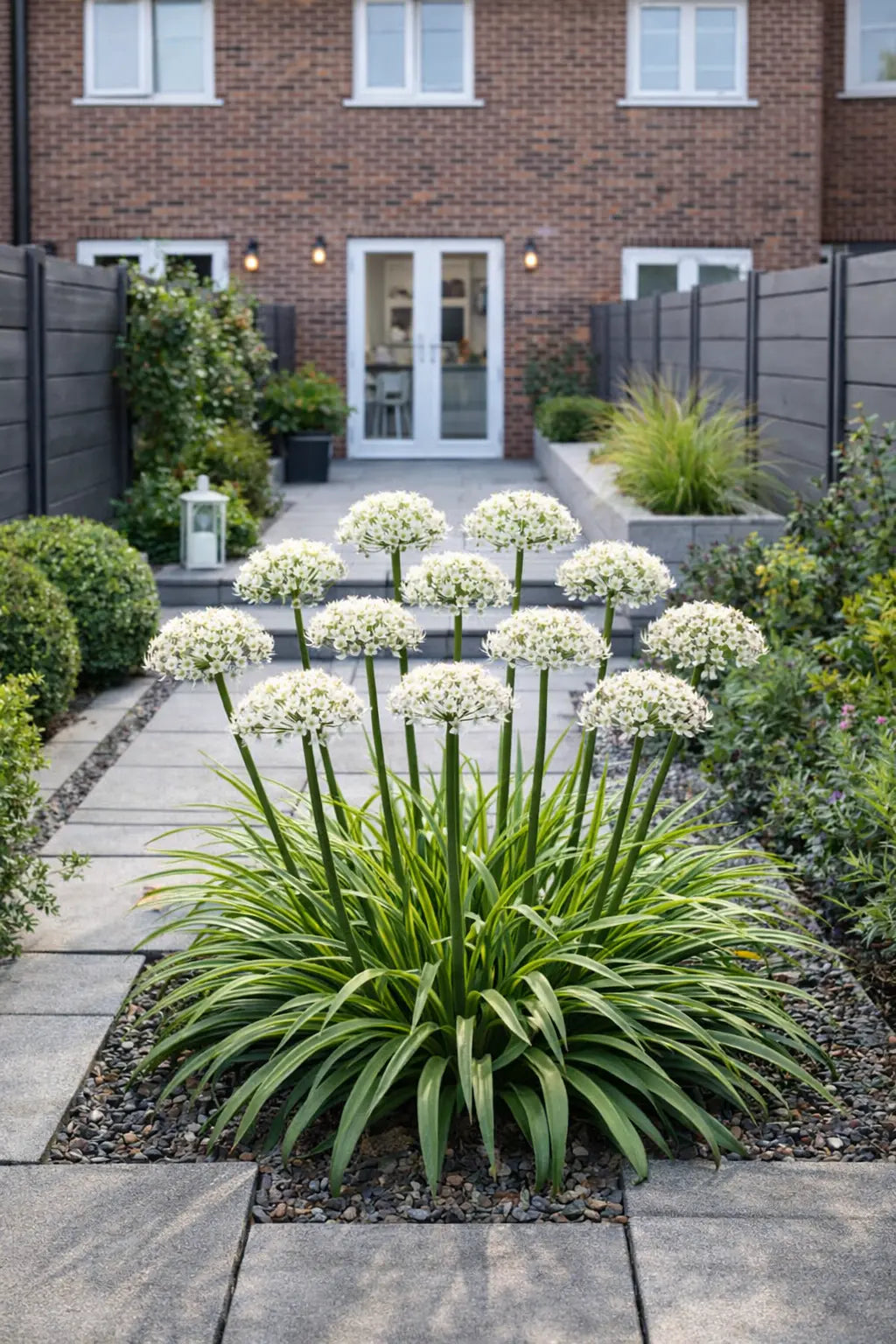 Zierlauch Allium 'Cliffs of Dover' Staude mit weißen Blüten, große Zwiebeln, robuste Gartenpflanze von Stauden Gänge