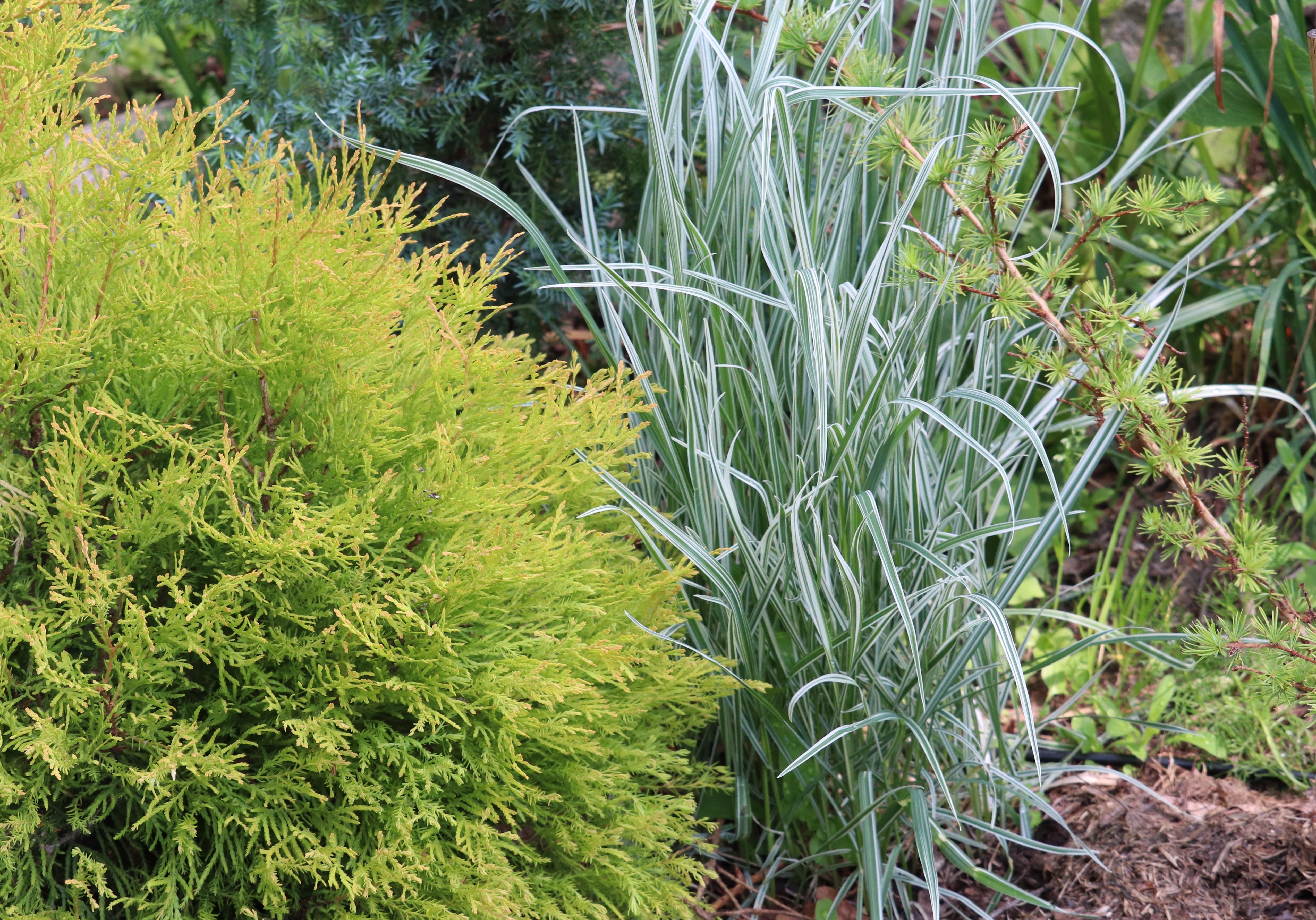 Arrhenatherum elatius ssp. bulbosum 'Variegatum'/ Knollen-Glatthafer