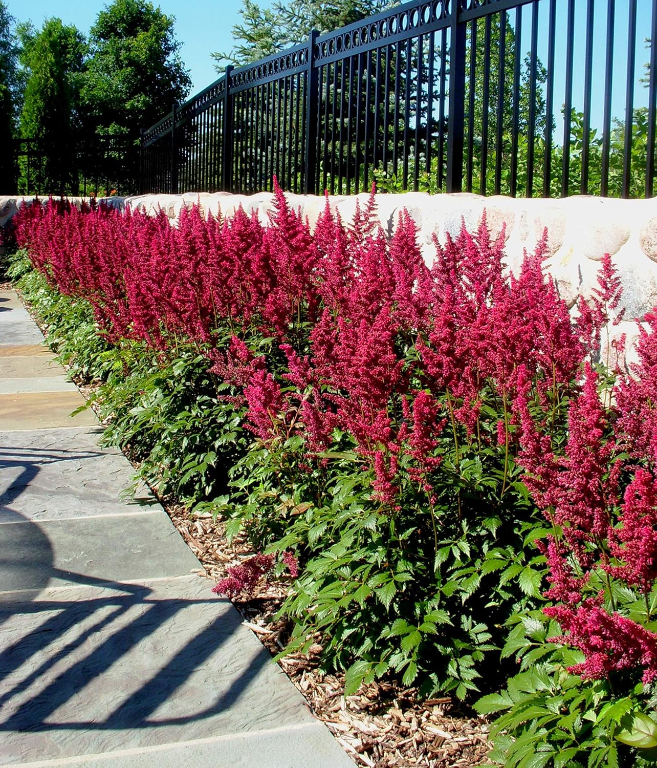 Astilbe arendsii ‚Astary Red‘ / Prachtspiere