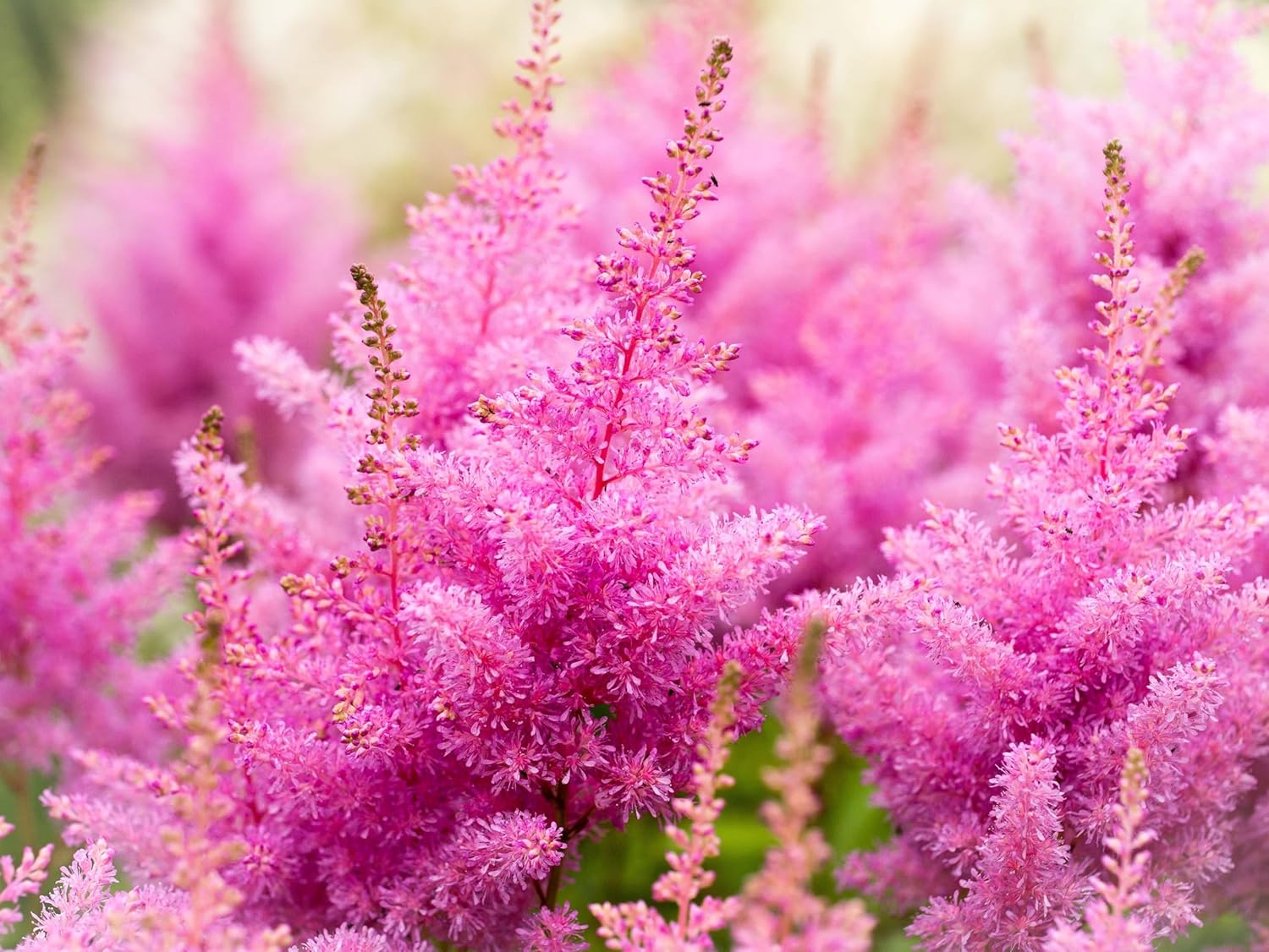 Astilbe arendsii ‚Astary Rose‘ / Prachtspiere