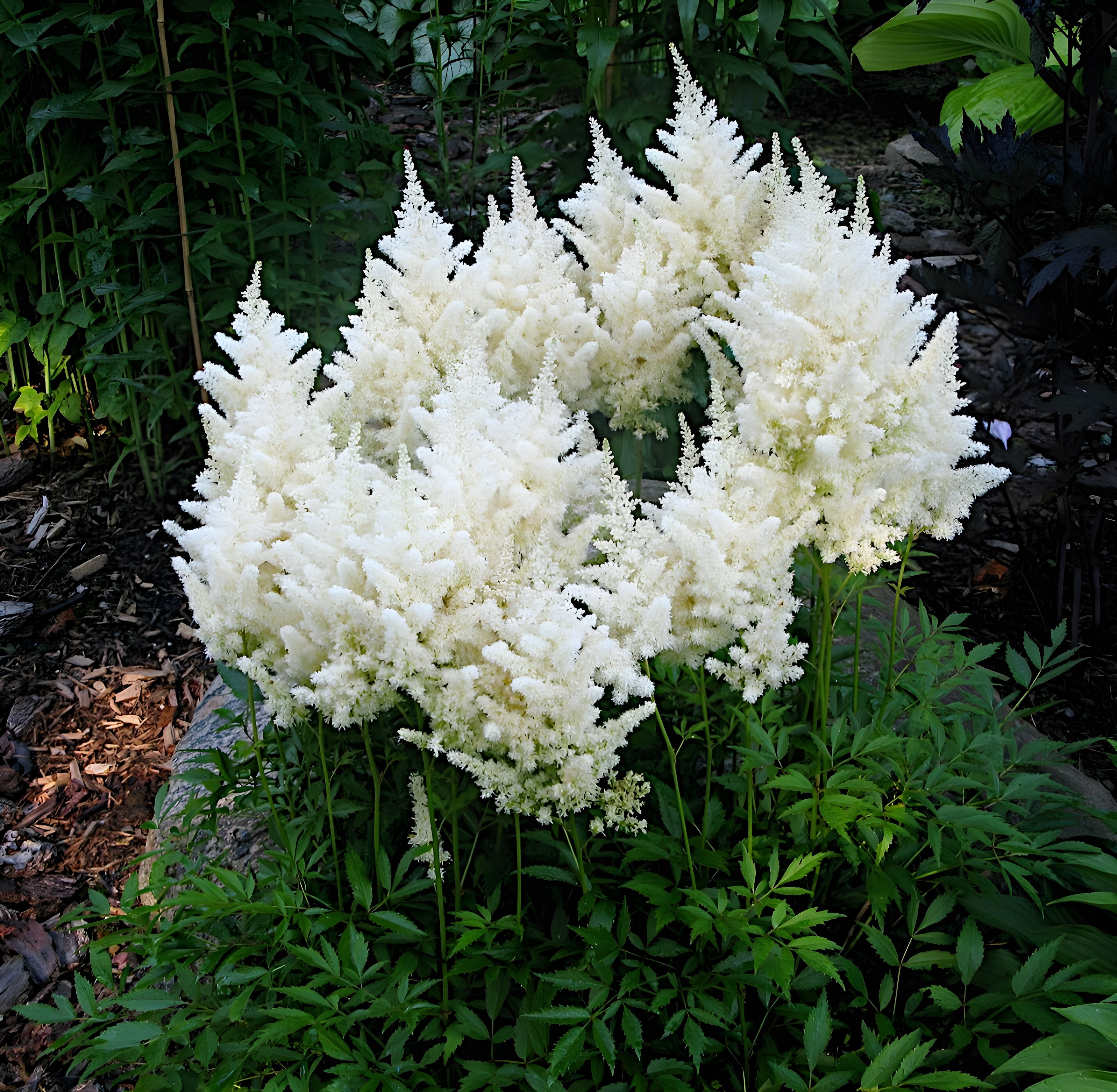 Astilbe arendsii ‚Deutschland‘ / Prachtspiere