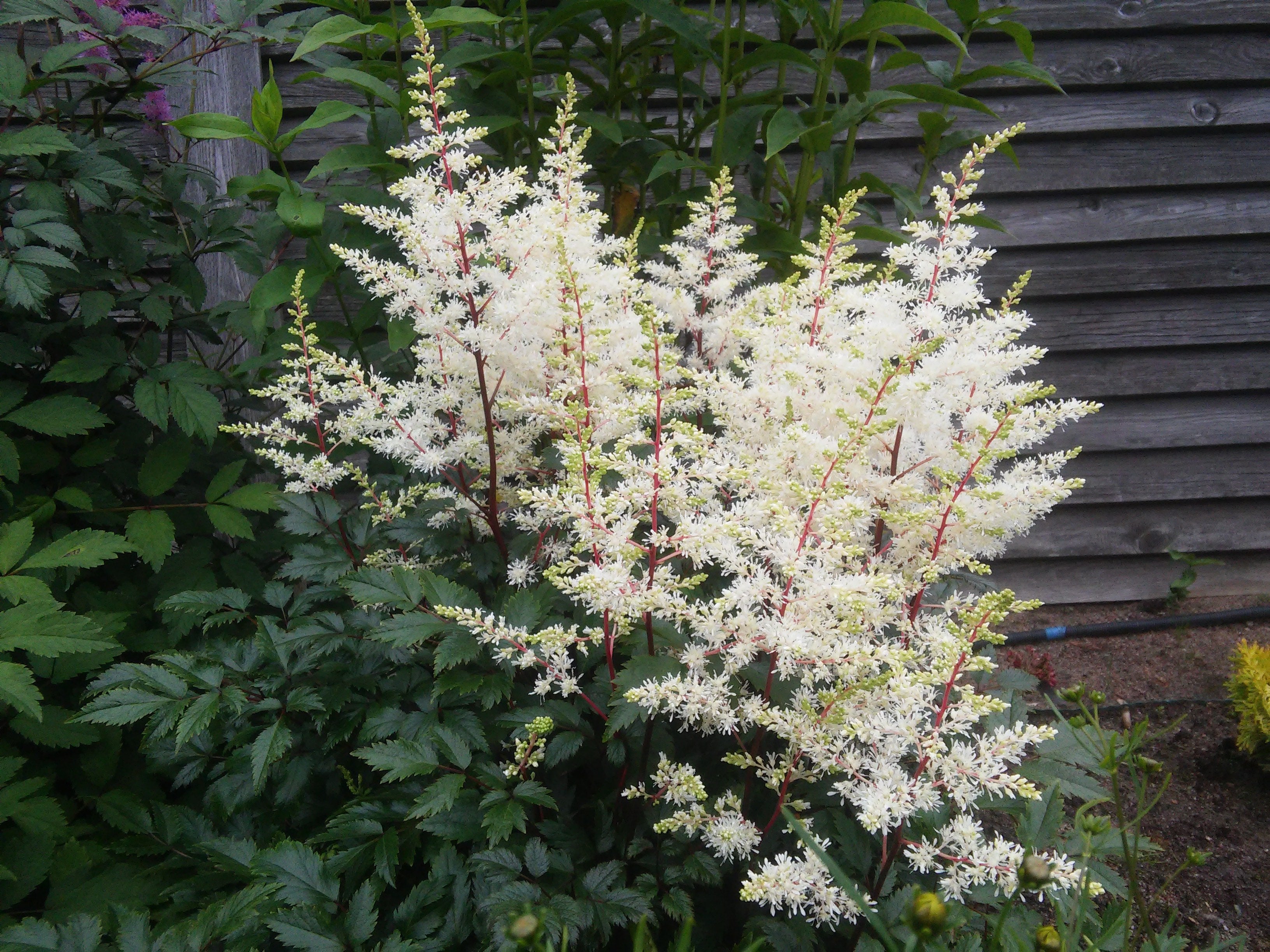 Astilbe arendsii ‚Deutschland‘ / Prachtspiere