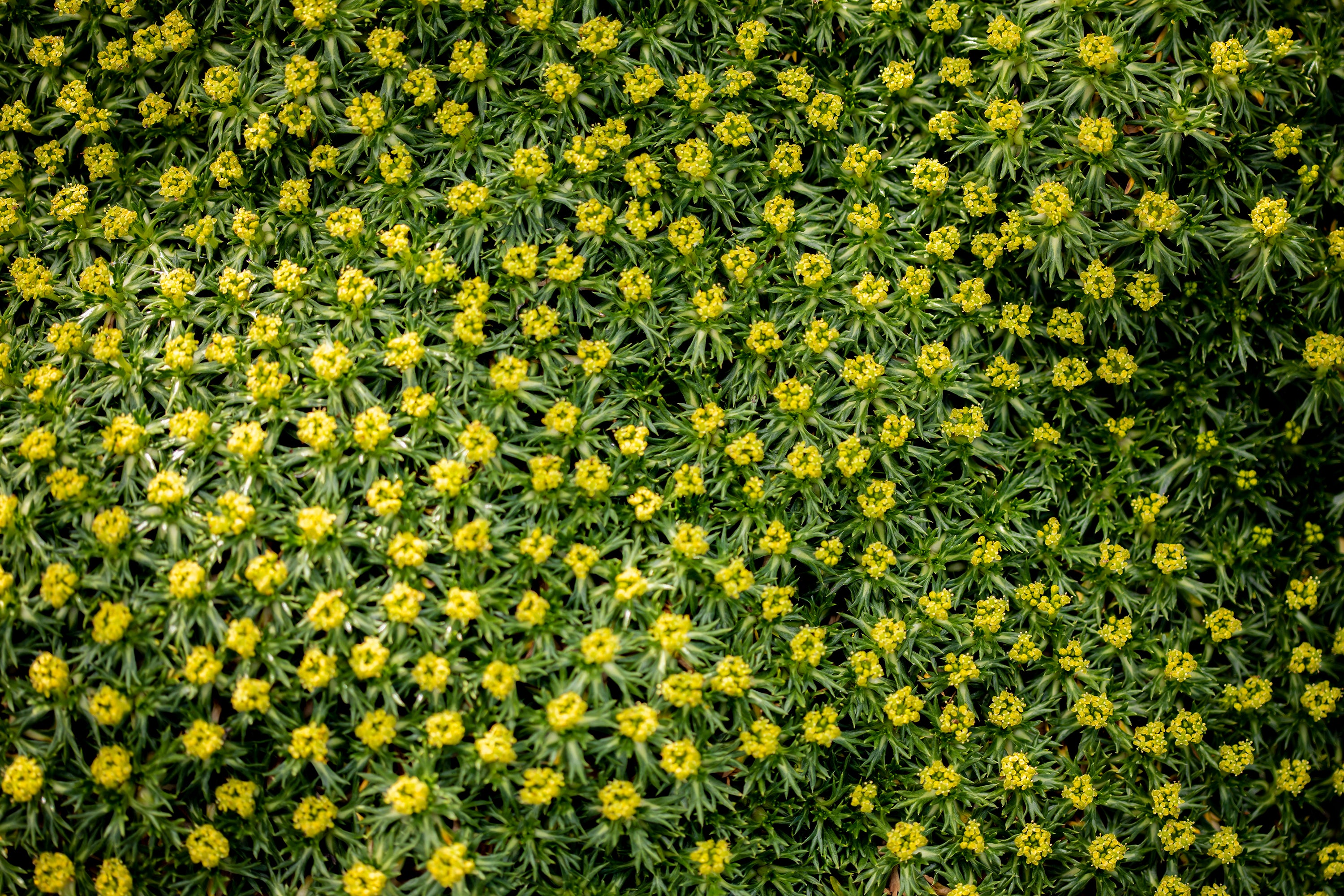 Azorella trifurcata ’Nana' / Andenpolster