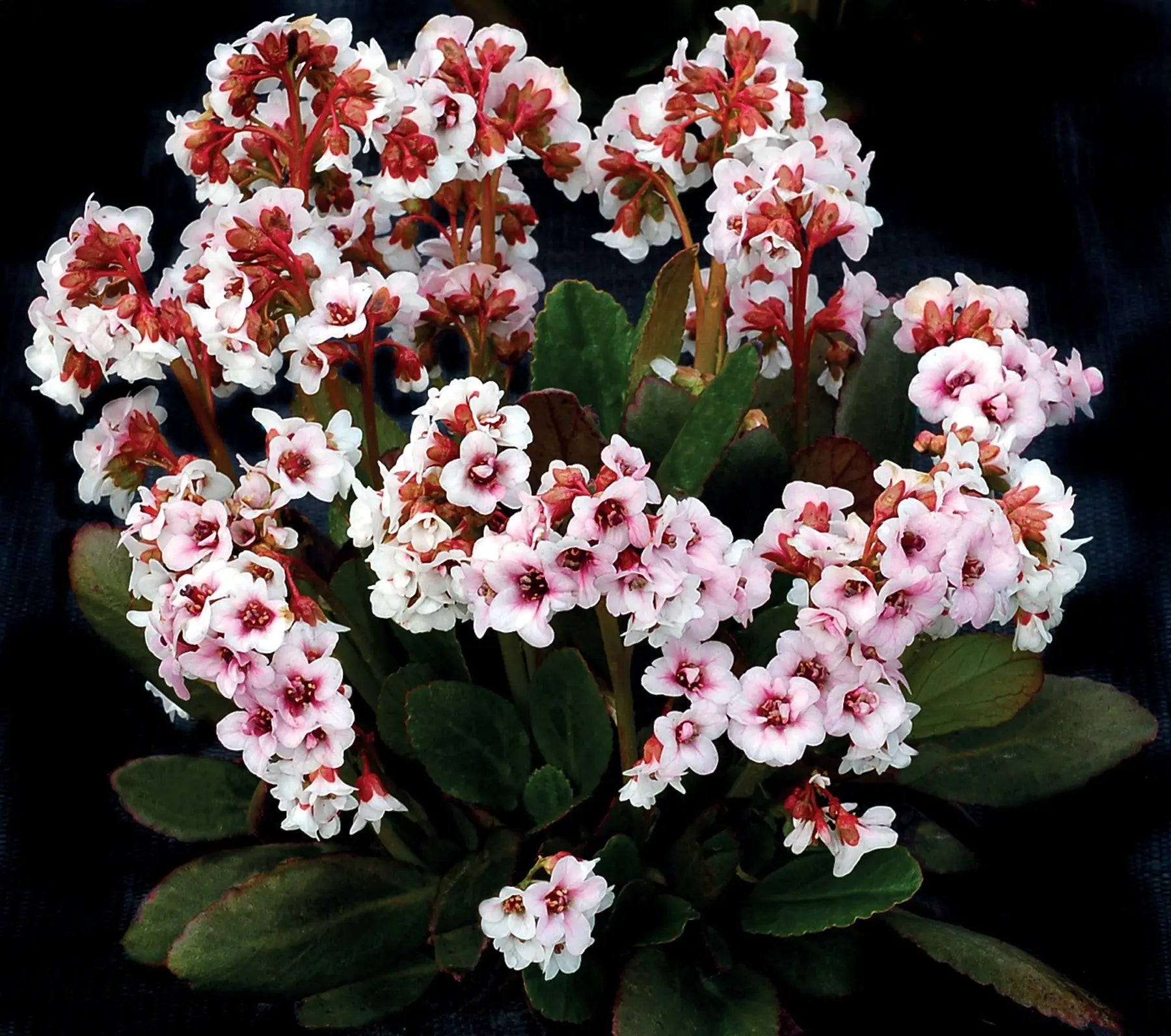 Bergenia cordifolia 'Dragonfly Angel Kiss' Staude mit grünen Blättern und rosa Blüten, Stauden Gänge, Nahaufnahme