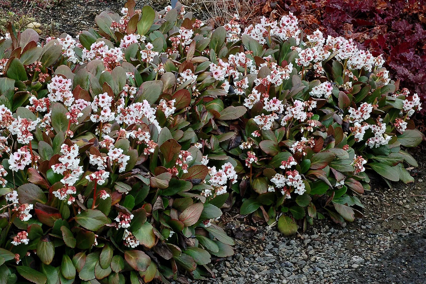 Bergenia cordifolia 'Dragonfly Angel Kiss' Staude mit grünen Blättern und rosa Blüten, im Garten.