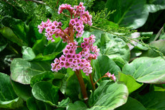 Bergenia cordifolia 'David' Staude mit grünen, herzförmigen Blättern und rosa Blüten, fotografiert im Garten.