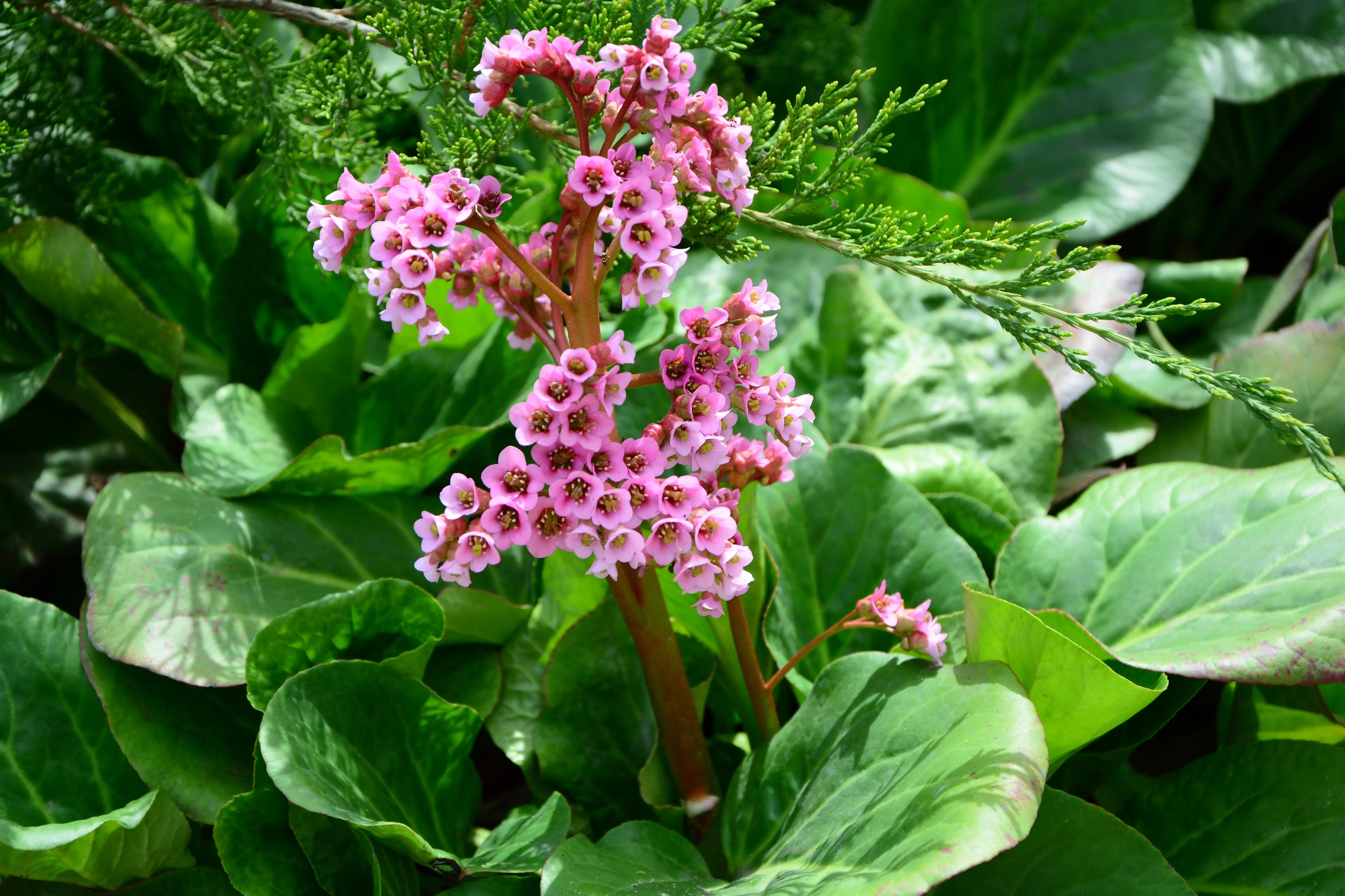 Bergenie Bergenia cordifolia 'David' als grüne Staude mit großen Blättern, im Garten bei Stauden Gänge.