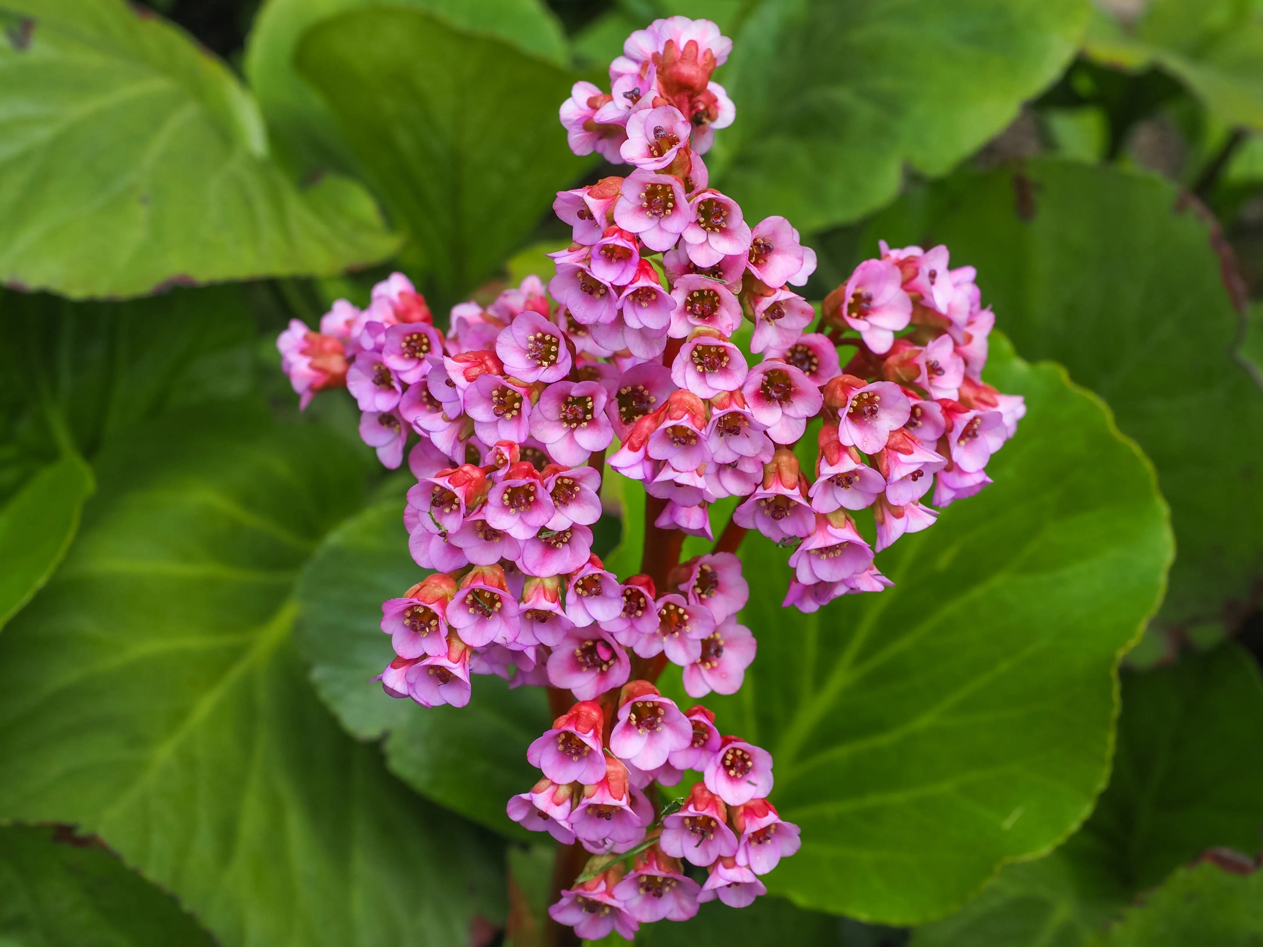 Bergenia cordifolia 'David' Staude mit grünen, herzförmigen Blättern und rosa Blüten, Stauden Gänge, natürliche Gartenpflanze