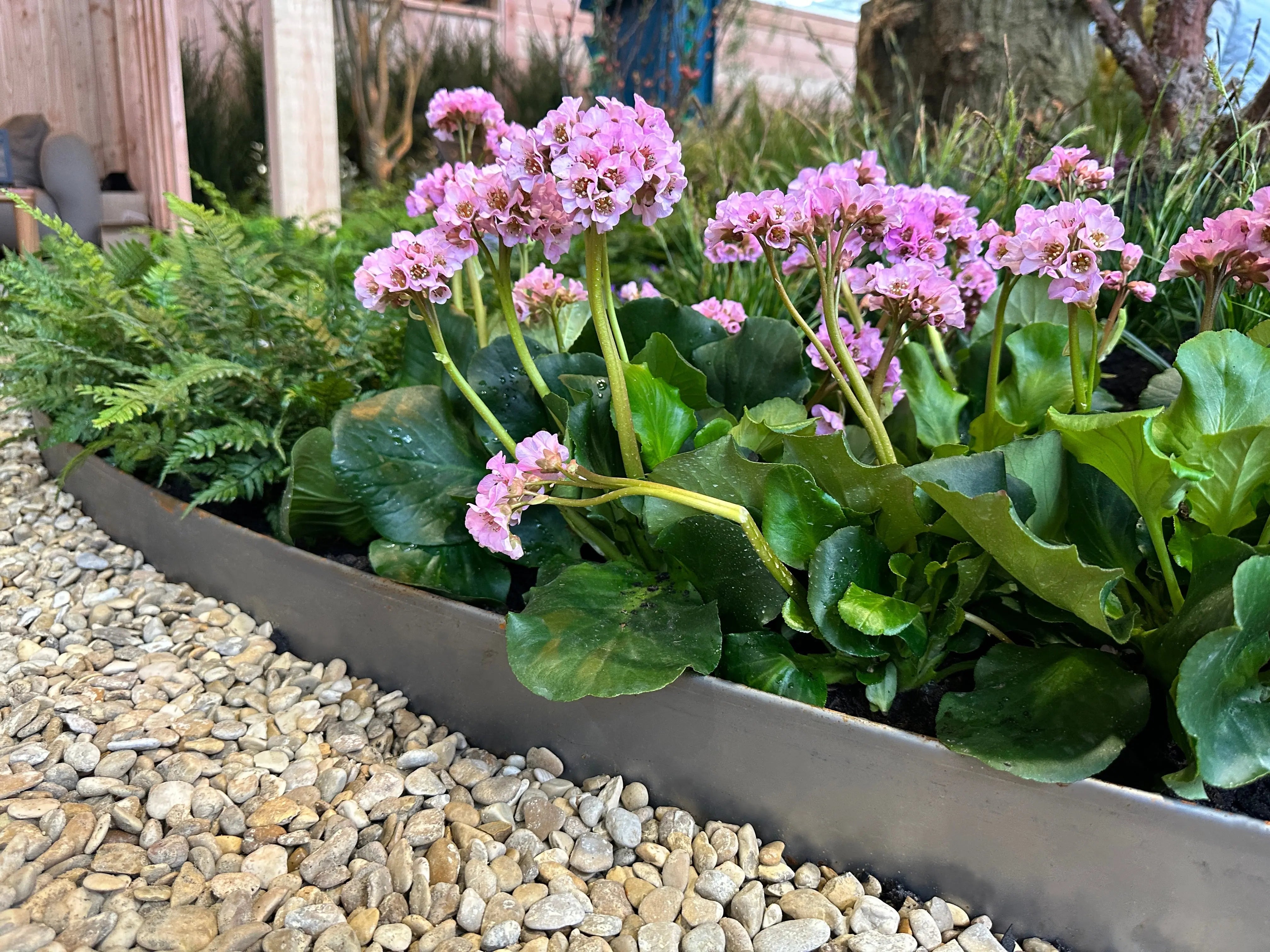 Bergenia cordifolia 'David', Staude mit großen, grünen Blättern und rosa Blüten, im Garten.