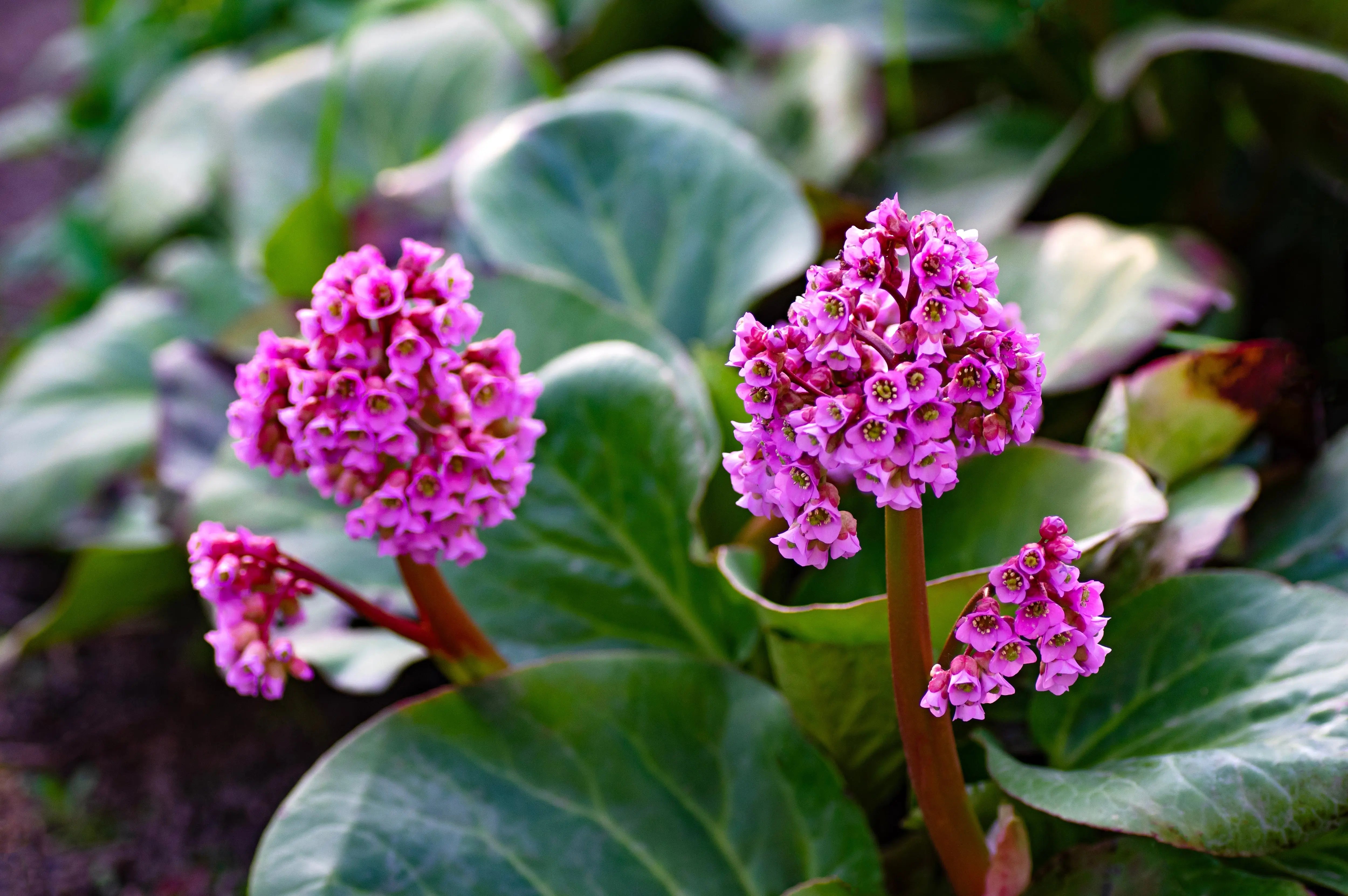 Bergenia cordifolia 'David' Staude mit großen, grünen Blättern und rosa Blüten, im Garten bei Sonnenlicht.