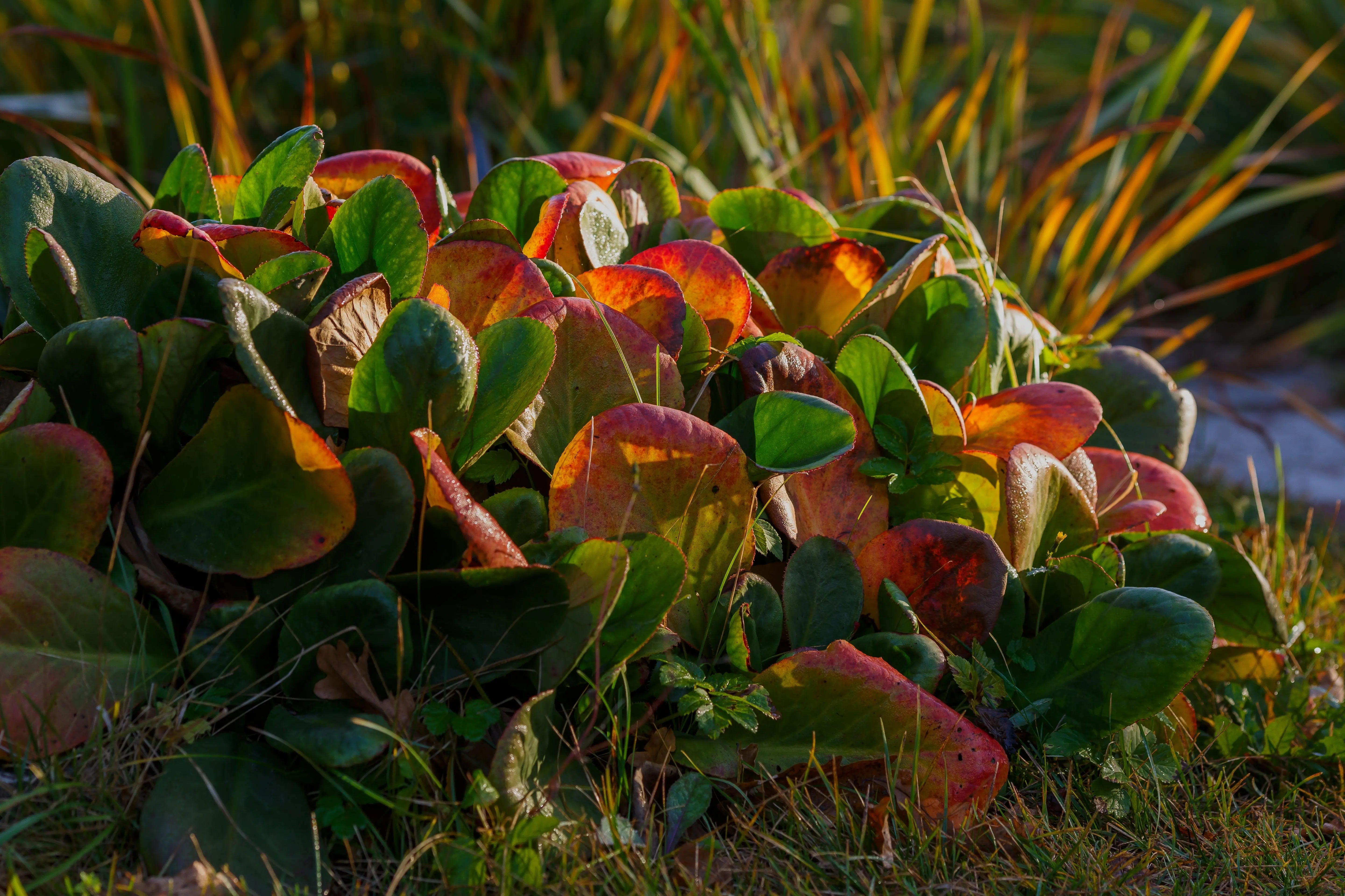 Bergenia cordifolia 'David', Staude mit großen grünen Blättern und rosa Blüten, im Garten von Stauden Gänge.