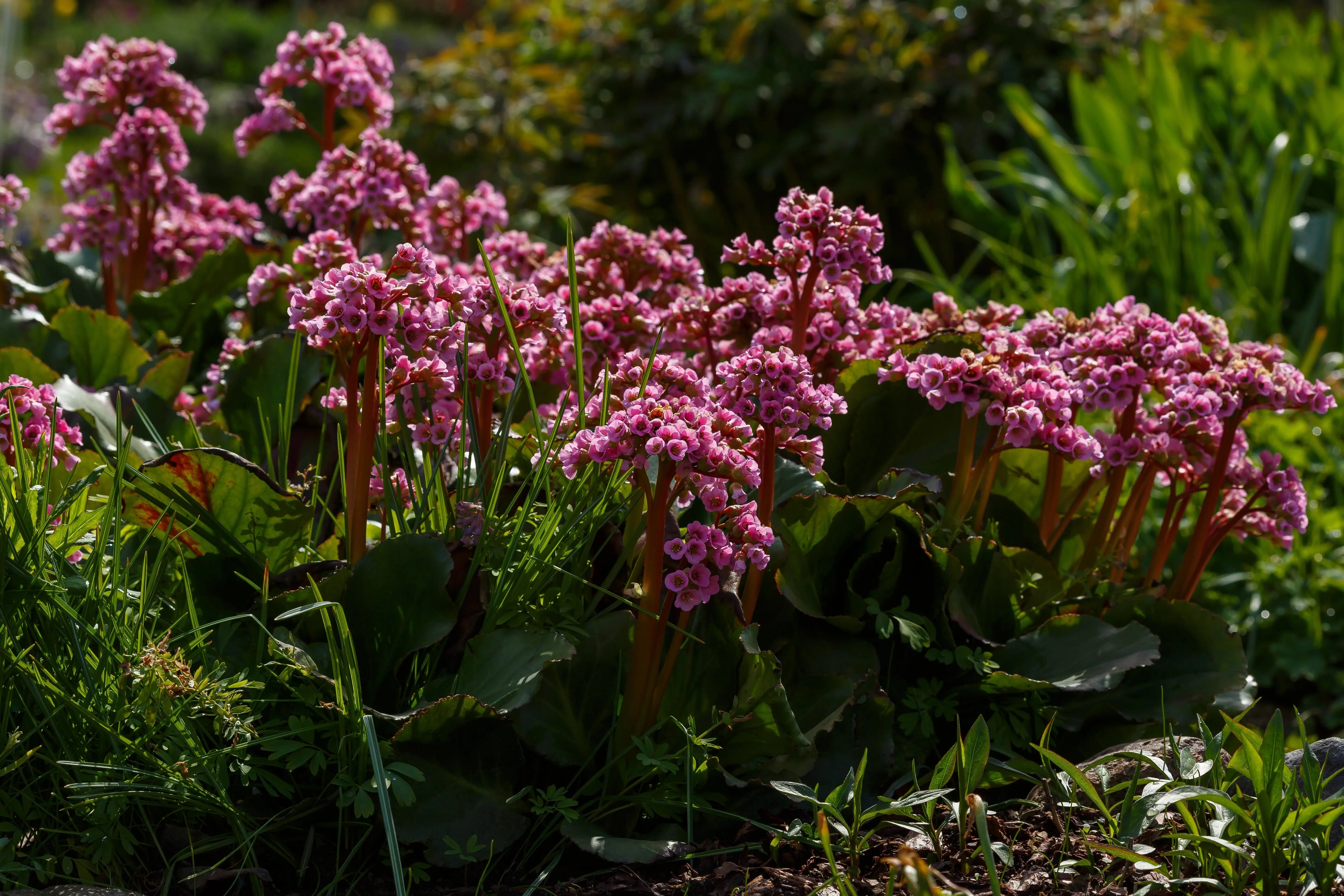 Bergenia cordifolia 'David', Staude mit grünen, herzförmigen Blättern und rosa Blüten, im Garten bei Stauden Gänge.