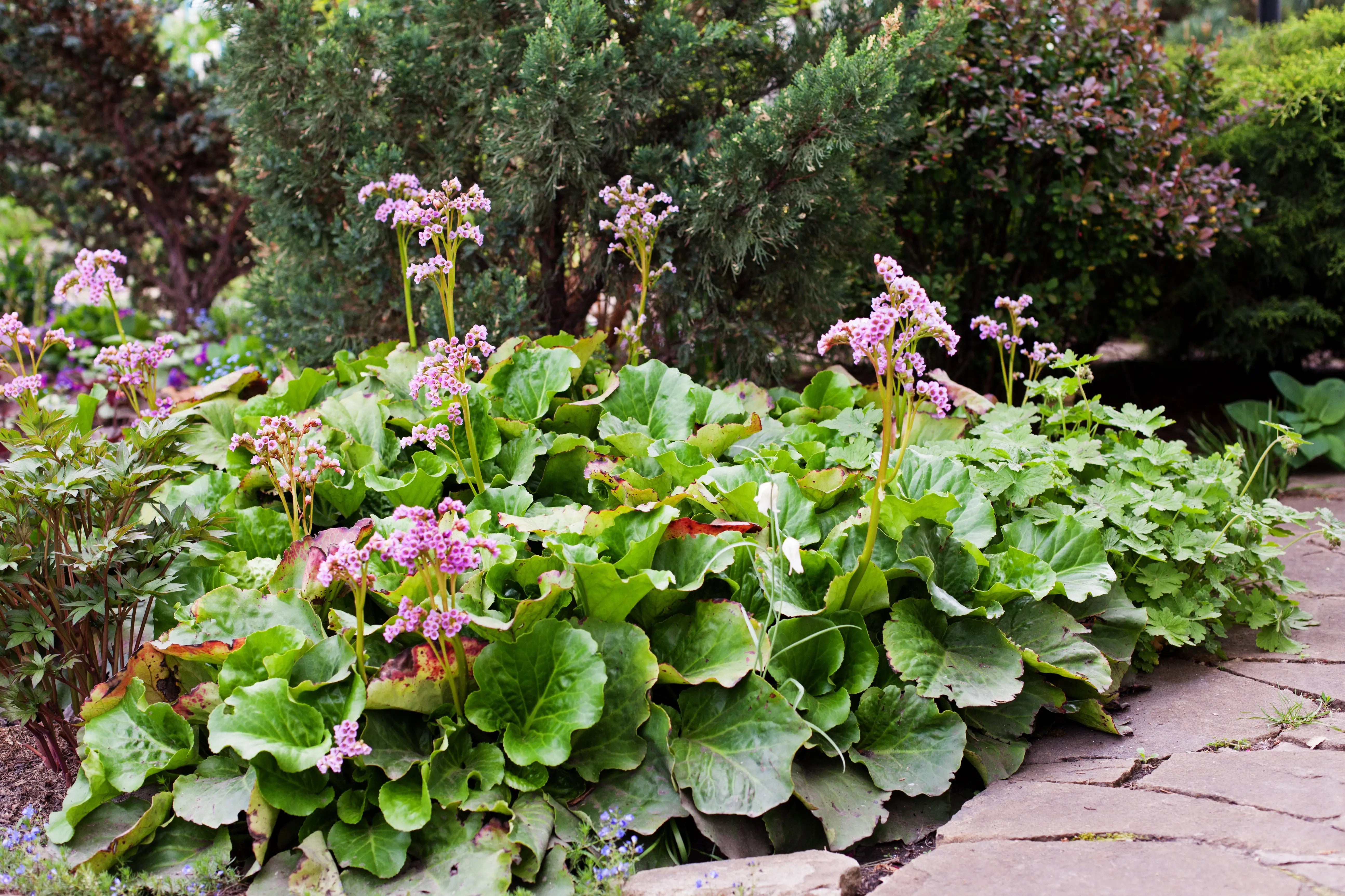 Bergenie Bergenia cordifolia 'David' Staude mit großen, grünen Blättern und rosa Blüten, Stauden Gänge, natürliche Gartendekoration