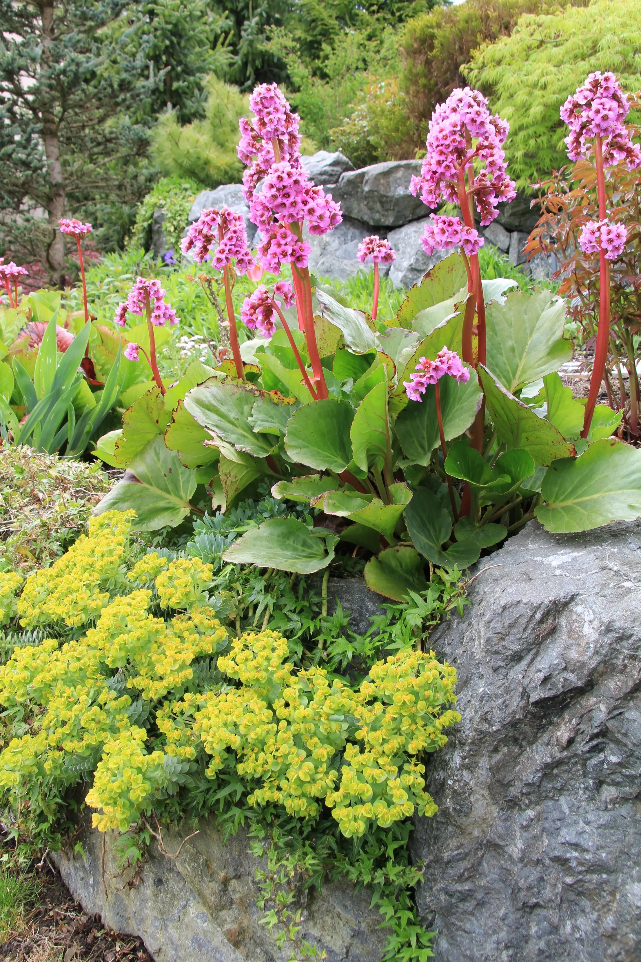Bergenia cordifolia 'David', eine Staude mit großen, herzförmigen grünen Blättern und rosa Blüten, Stauden Gänge.