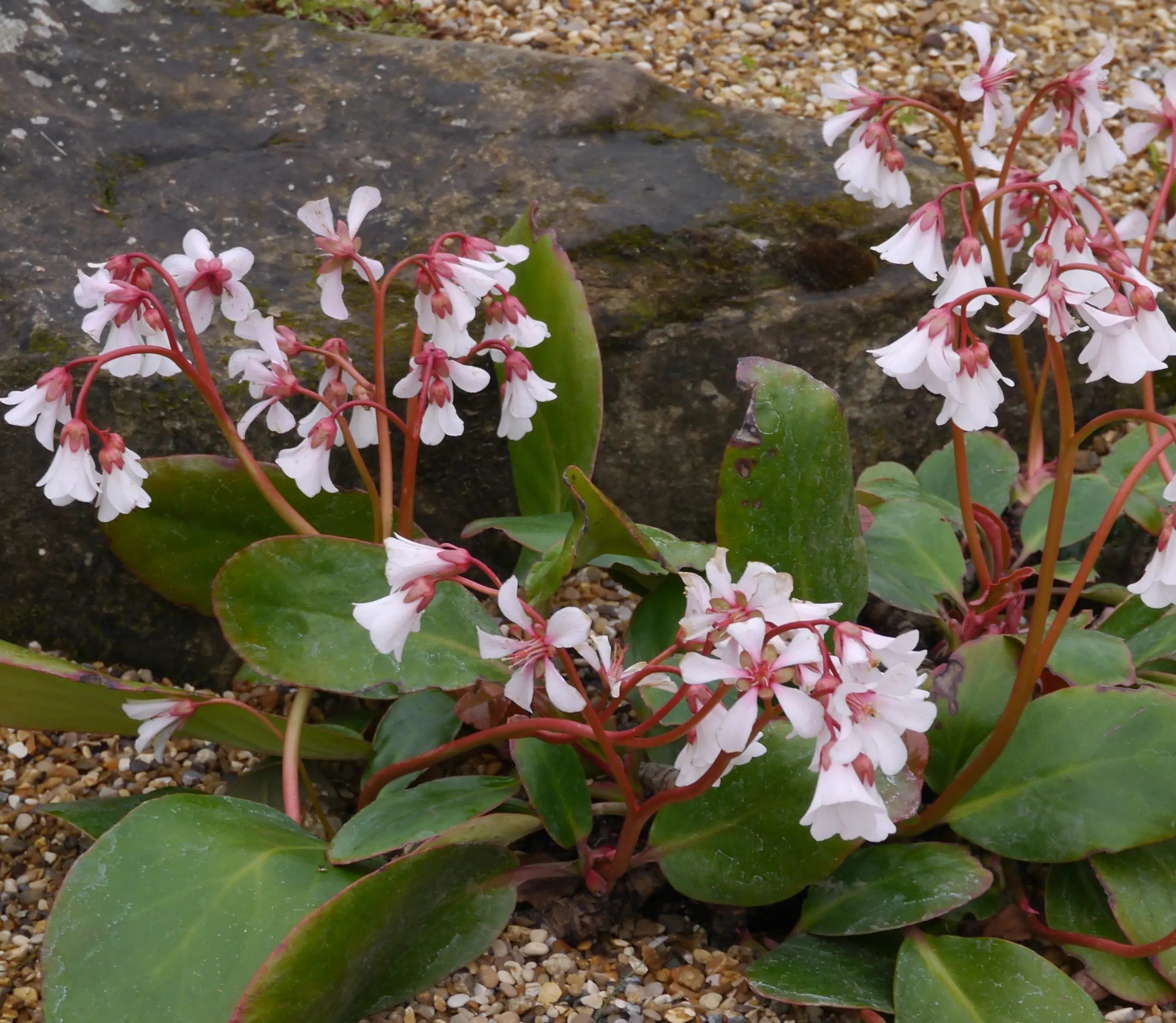 Bergenia cordifolia 'Silberlicht' Staude mit silbernen Blättern und rosa Blüten, wächst im Garten, Stauden Gänge.