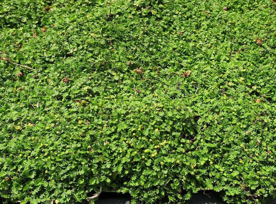 Cotula / Leptinella squalida 'Minima' / Fiederpolster