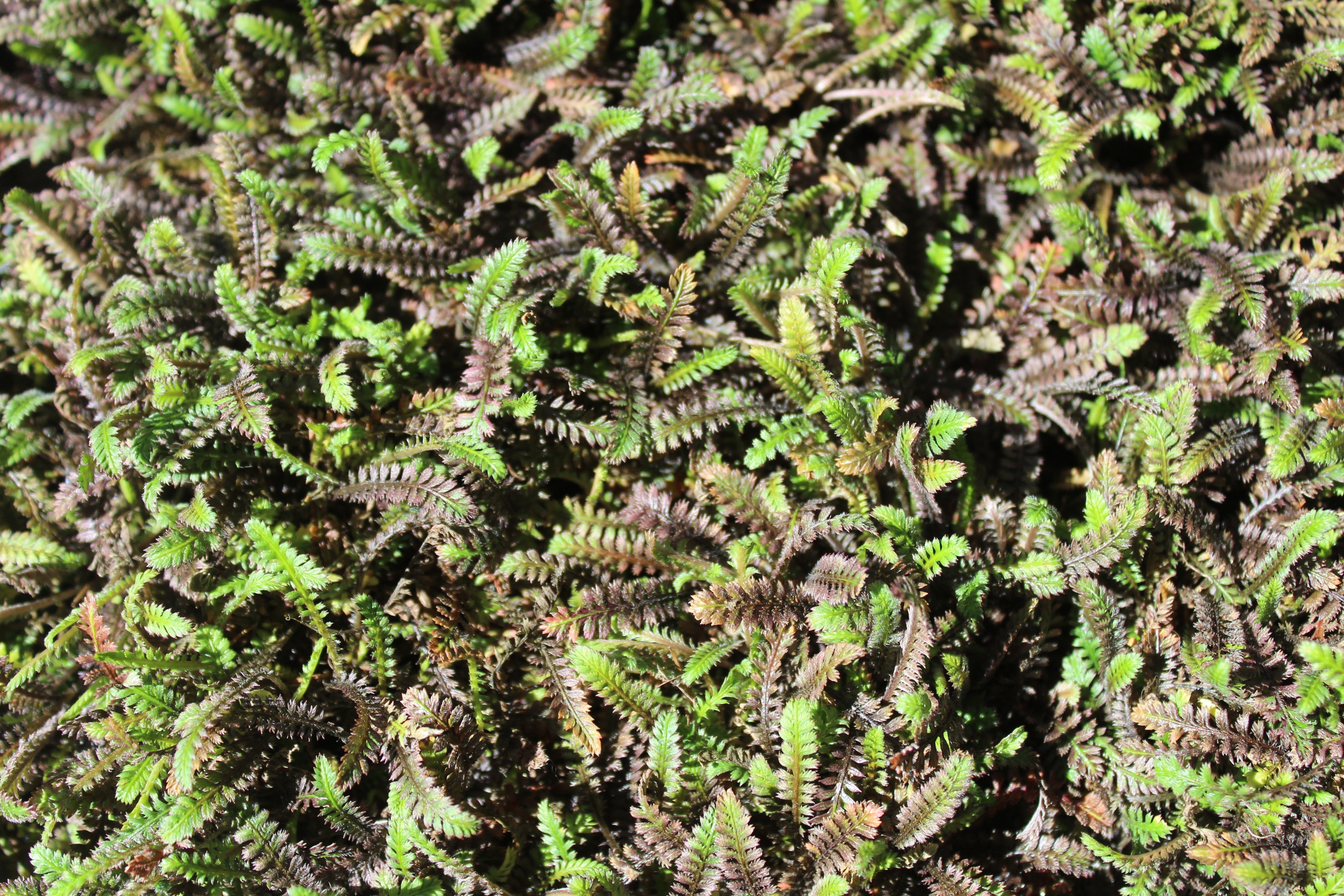 Cotula / Leptinella squalida 'Platts Back'/ Fiederpolster