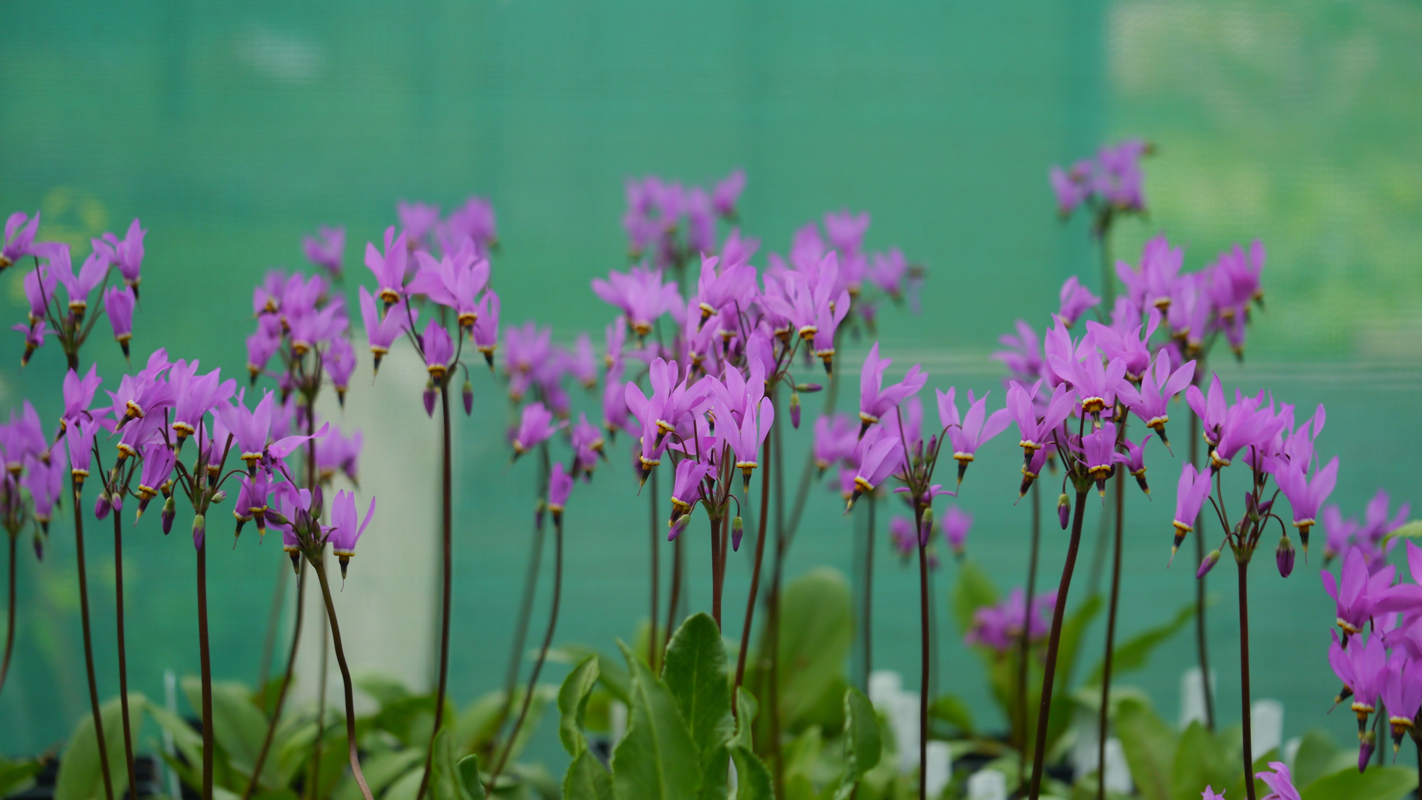 Dodecatheon meadia / Götterblume