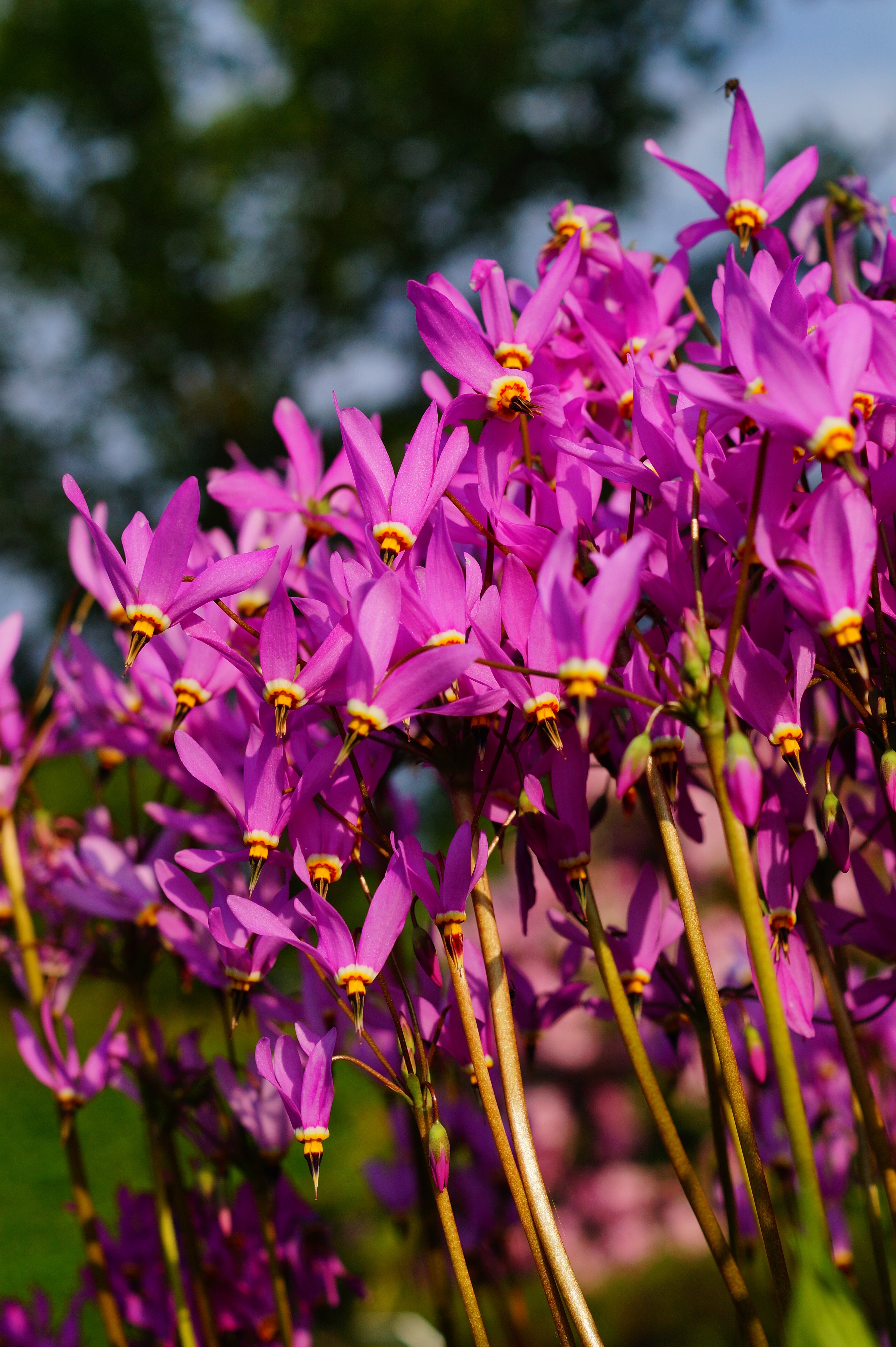 Dodecatheon meadia / Götterblume