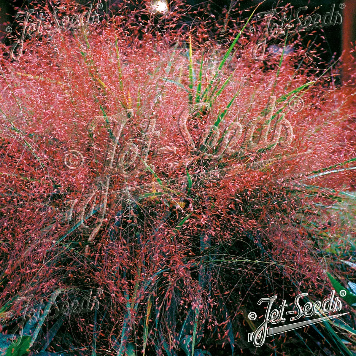 Eragrostis spectabilis / Purpur Liebesgras