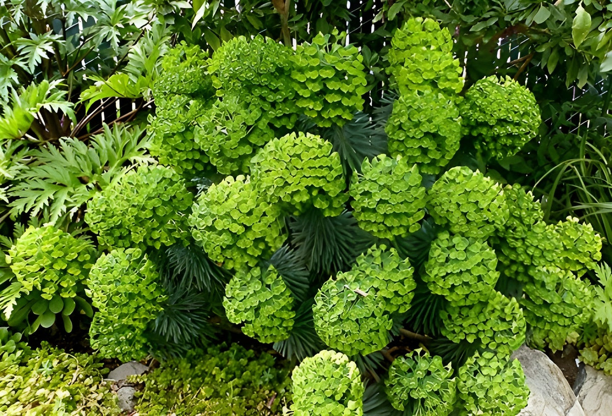 Euphorbia characias / Mittelmeer-Wolfsmilch