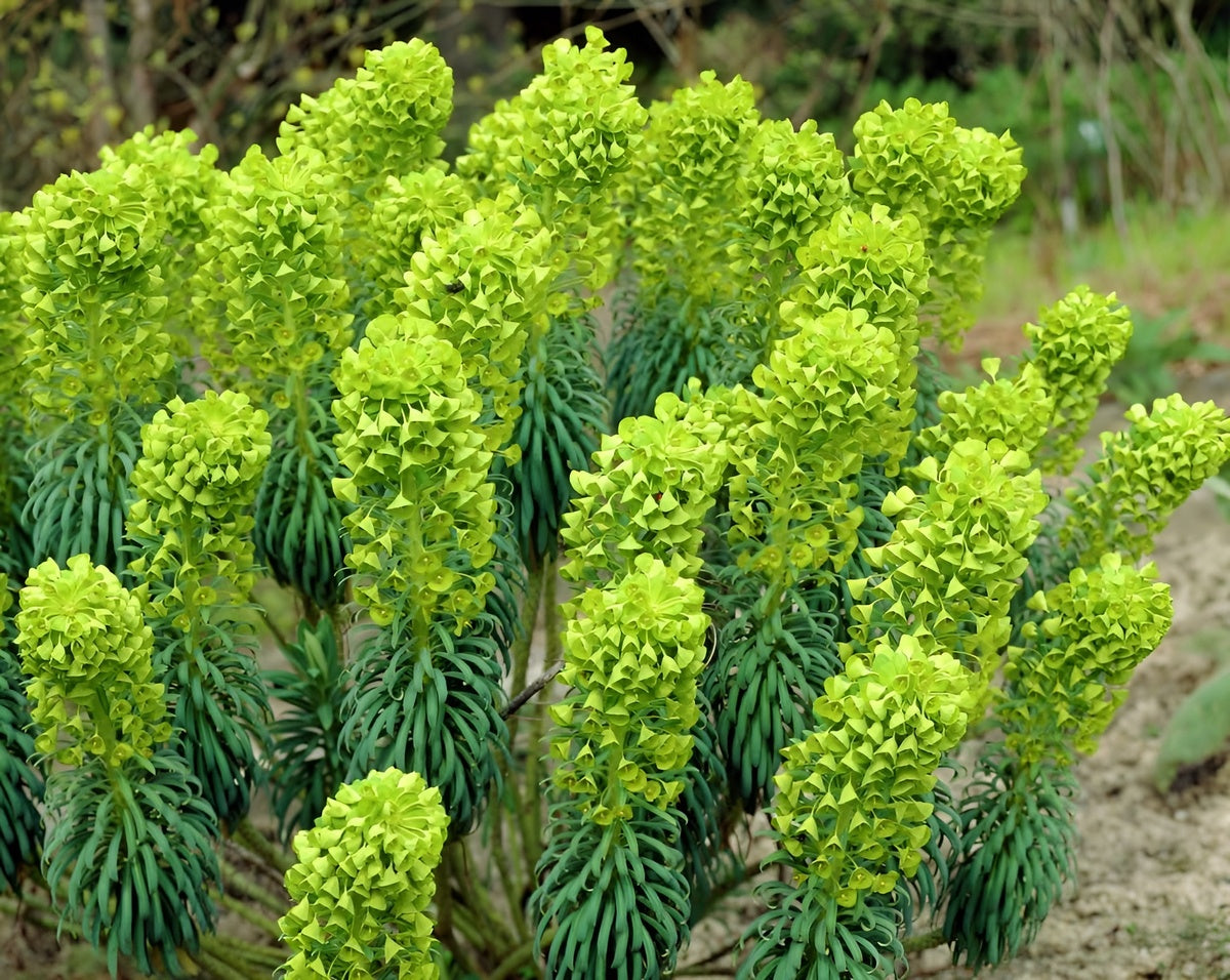 Euphorbia characias / Mittelmeer-Wolfsmilch