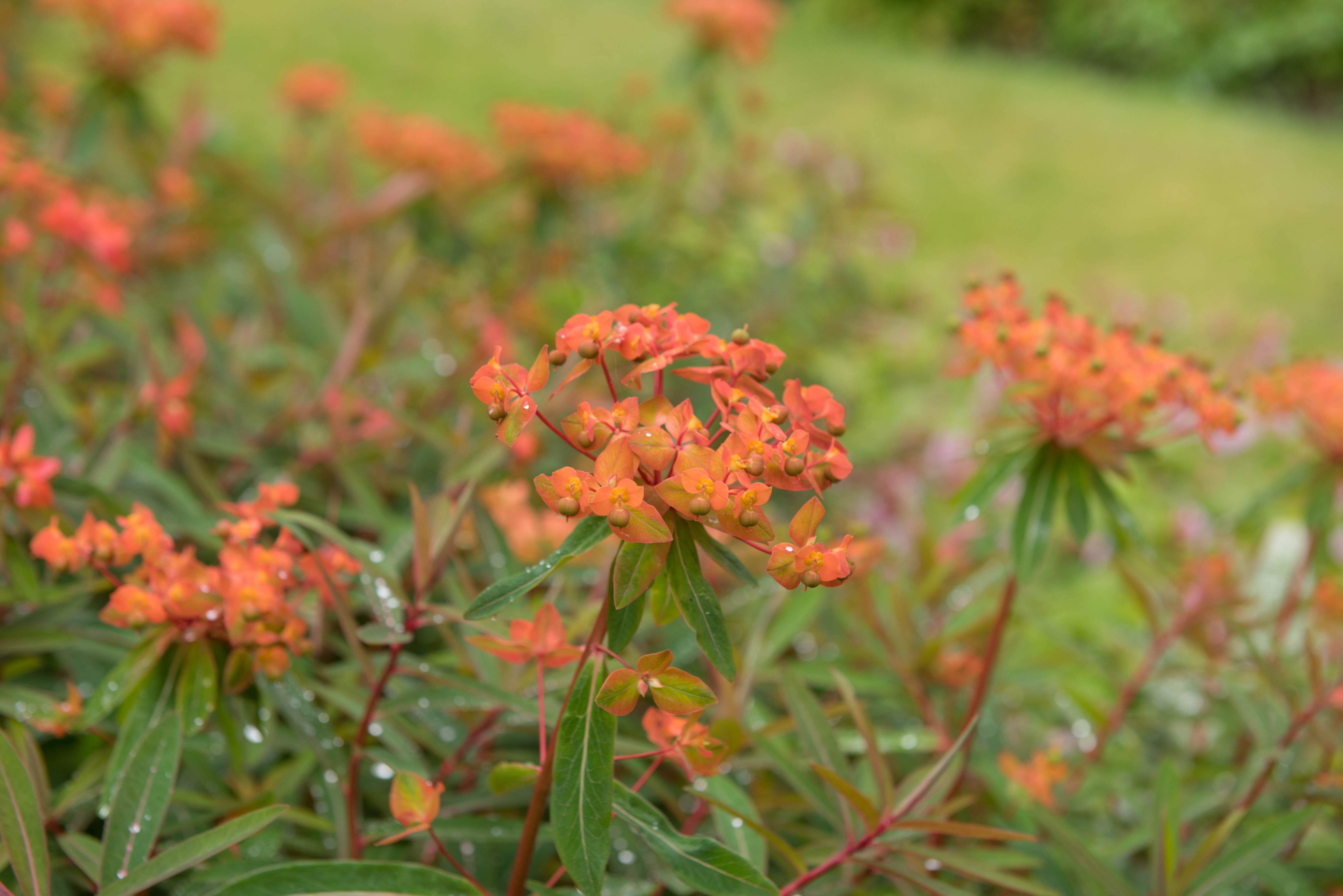 Euphorbia griffithii 'Fireglow' / Himalaya-Wolfsmilch