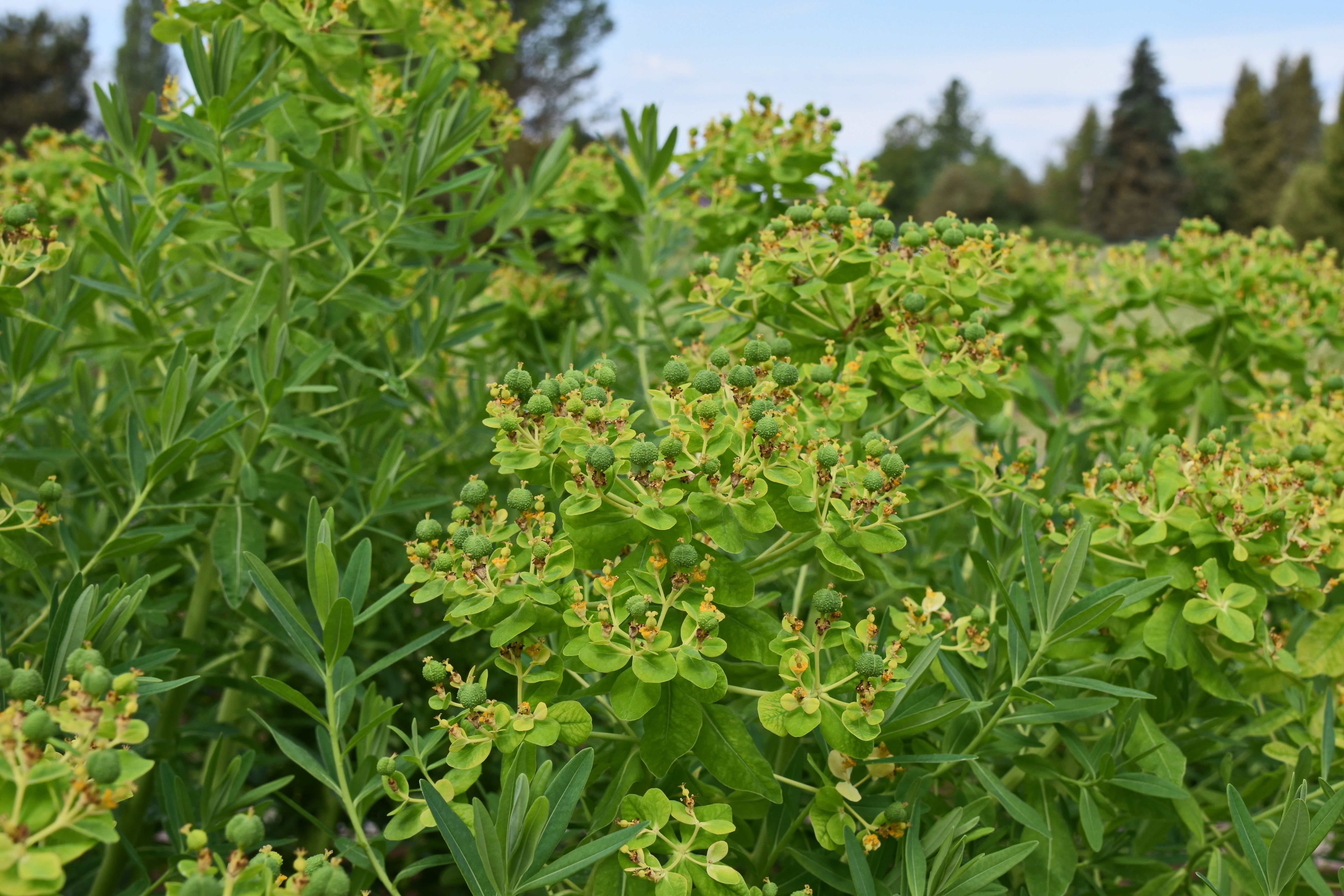 Euphorbia palustris / Sumpf Wolfsmilchh
