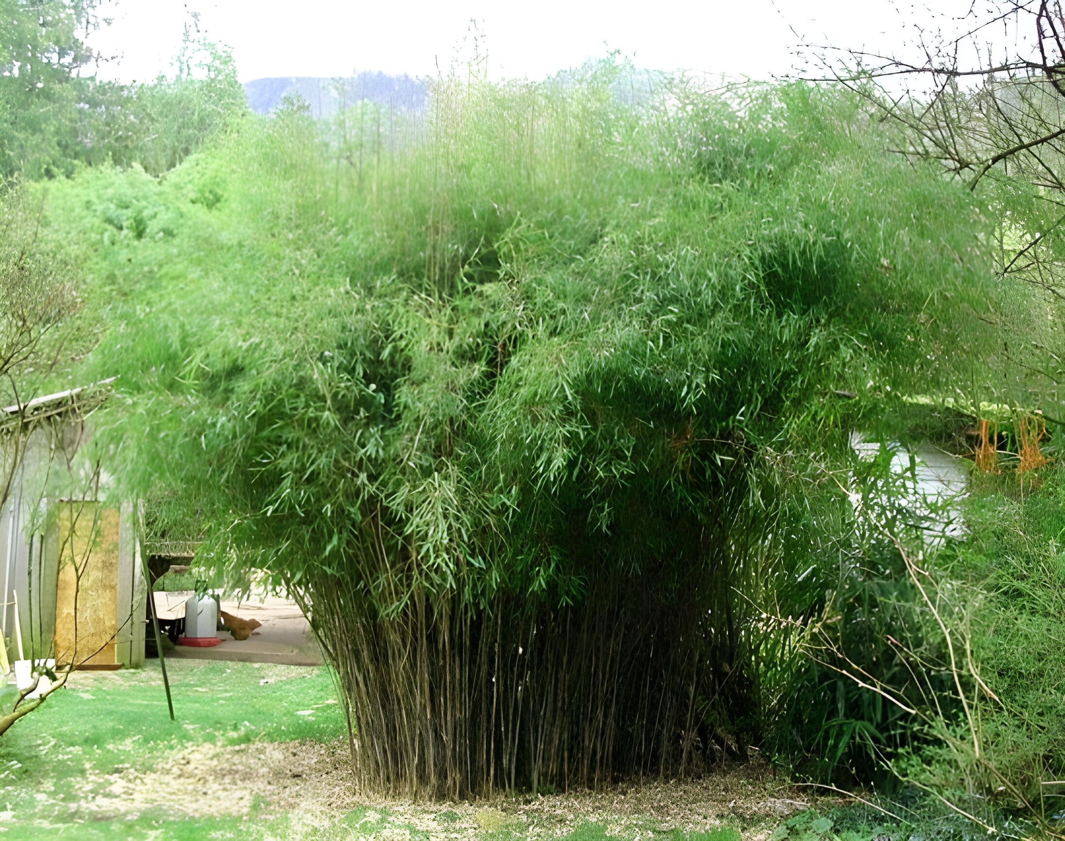 Fargesia nitida 'Great Wall‘ / Roter Bambus XXL