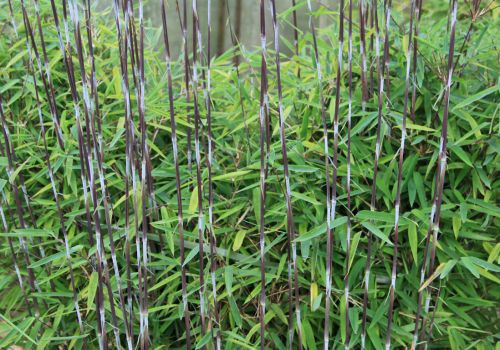 Fargesia nitida ‚Volcano‘ / Fontänen Schirmbambus XXL