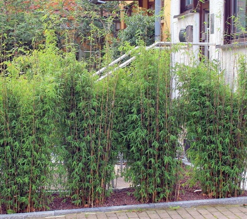 Fargesia nitida ‚Volcano‘ / Fontänen Schirmbambus XXL