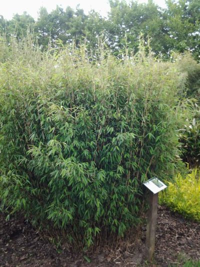 Fargesia nitida ‚Volcano‘ / Fontänen Schirmbambus XXL