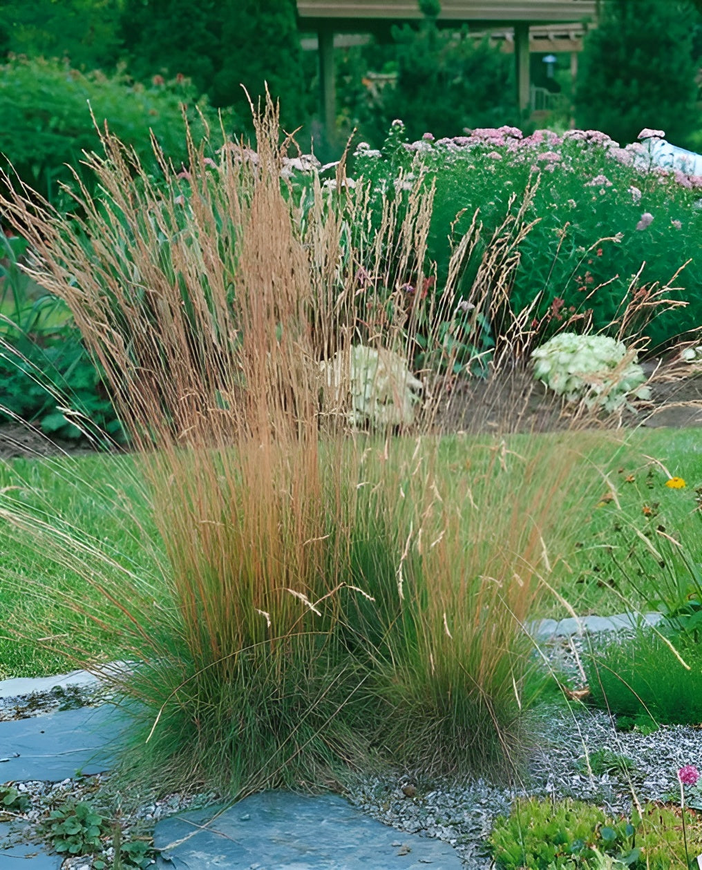 Festuca amethystina / Regenbogen-Schwingel