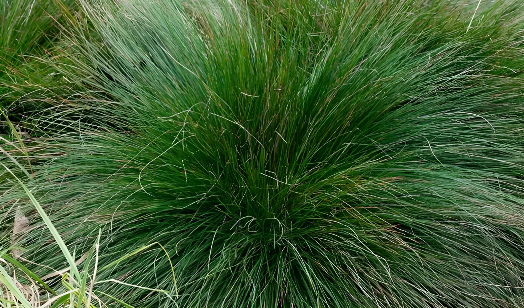 Festuca amethystina / Regenbogen-Schwingel
