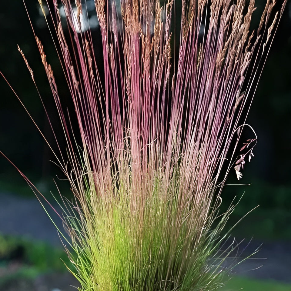 Festuca amethystina / Regenbogen-Schwingel