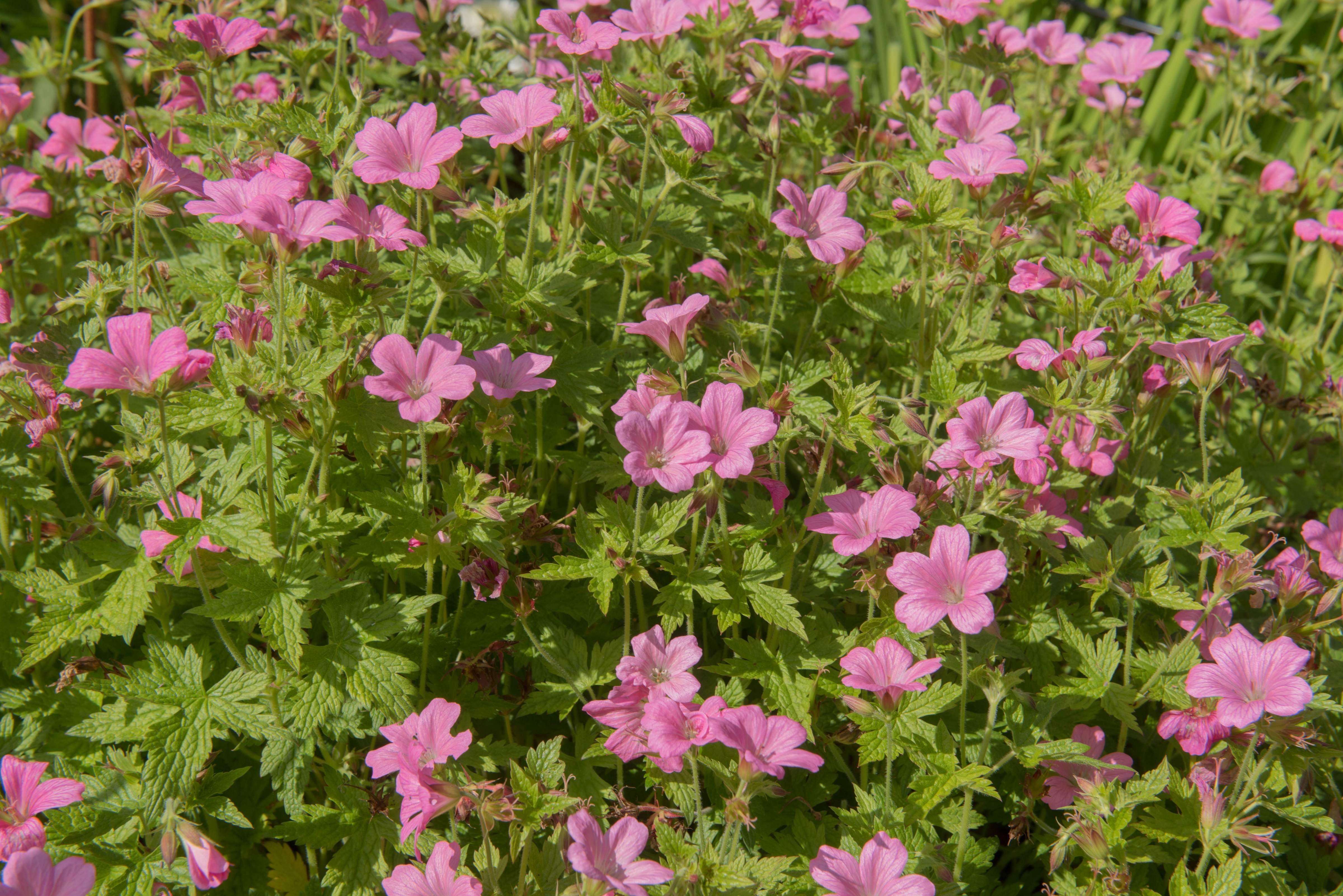 Geranium endressii 'Wargrave Pink'/ Pyrenäen-Storchschnabel