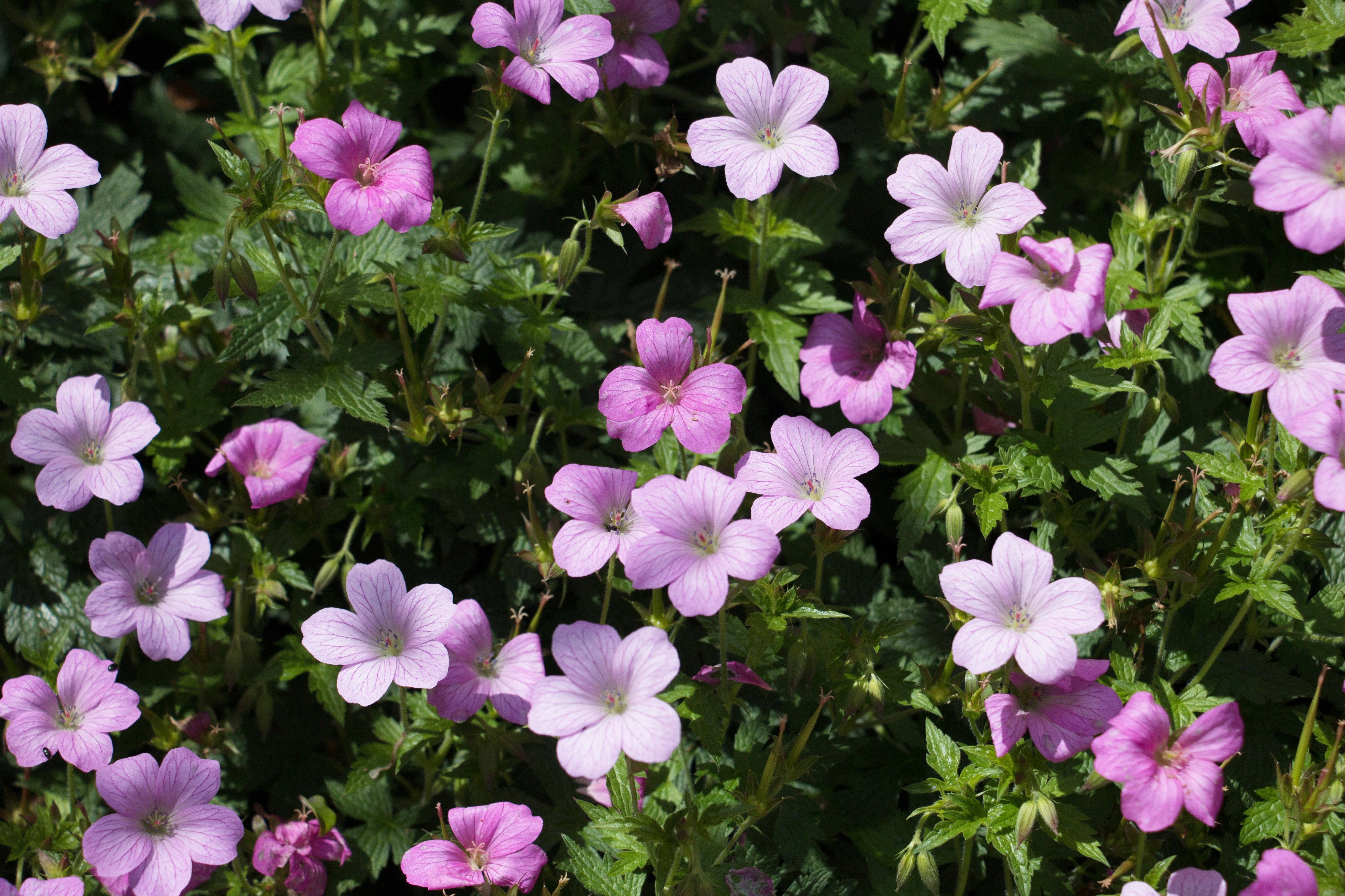 Geranium endressii 'Wargrave Pink'/ Pyrenäen-Storchschnabel